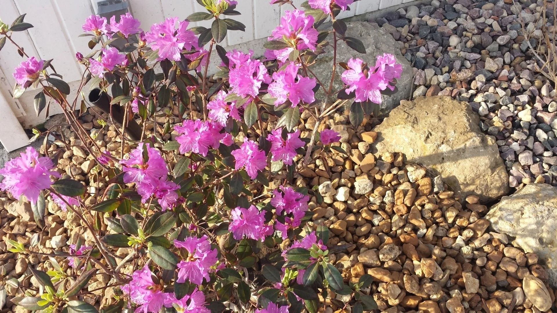 Pink flowers blooming among rocks and gravel in a sunny garden bed