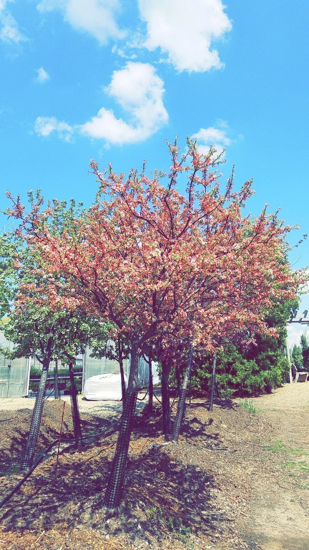Small tree with pink blossoms in a sunny yard under a bright blue sky