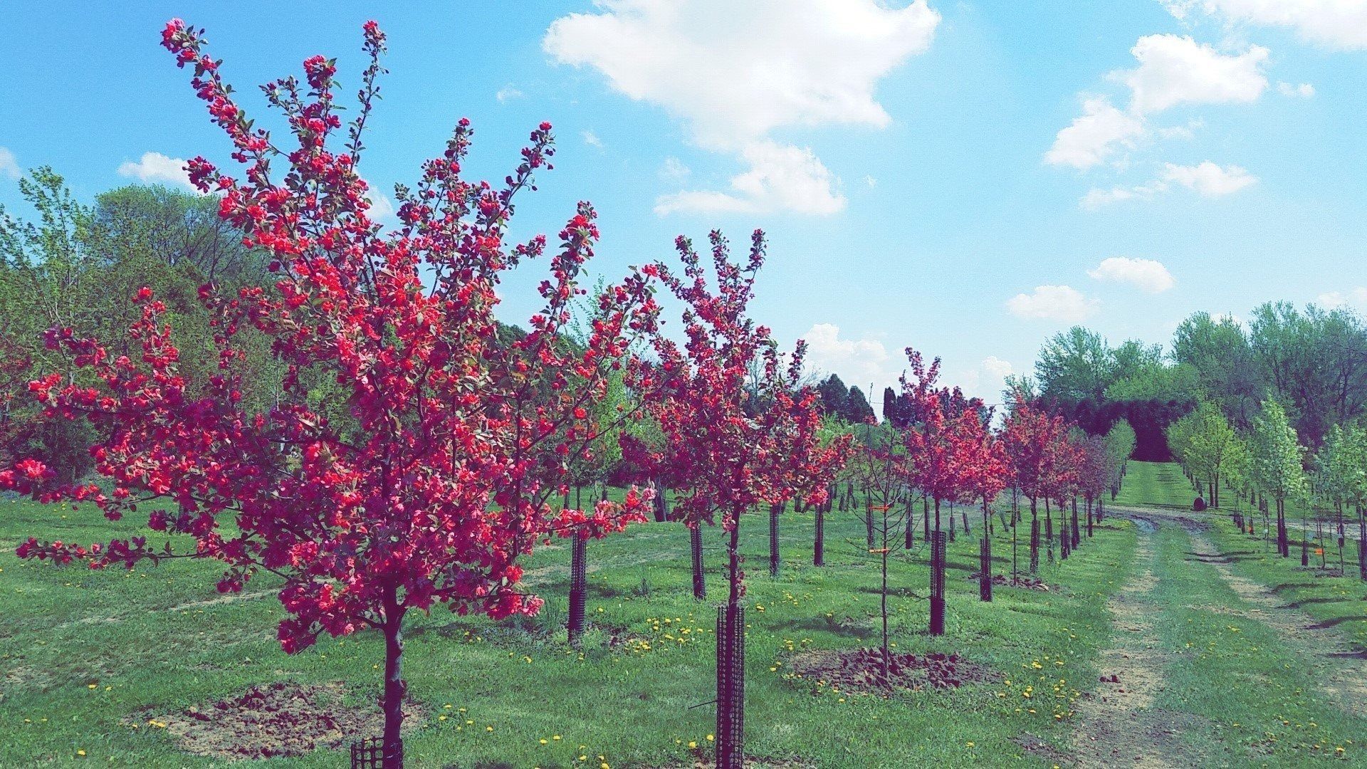 Orchard rows of red-leaved trees under a blue sky with clouds