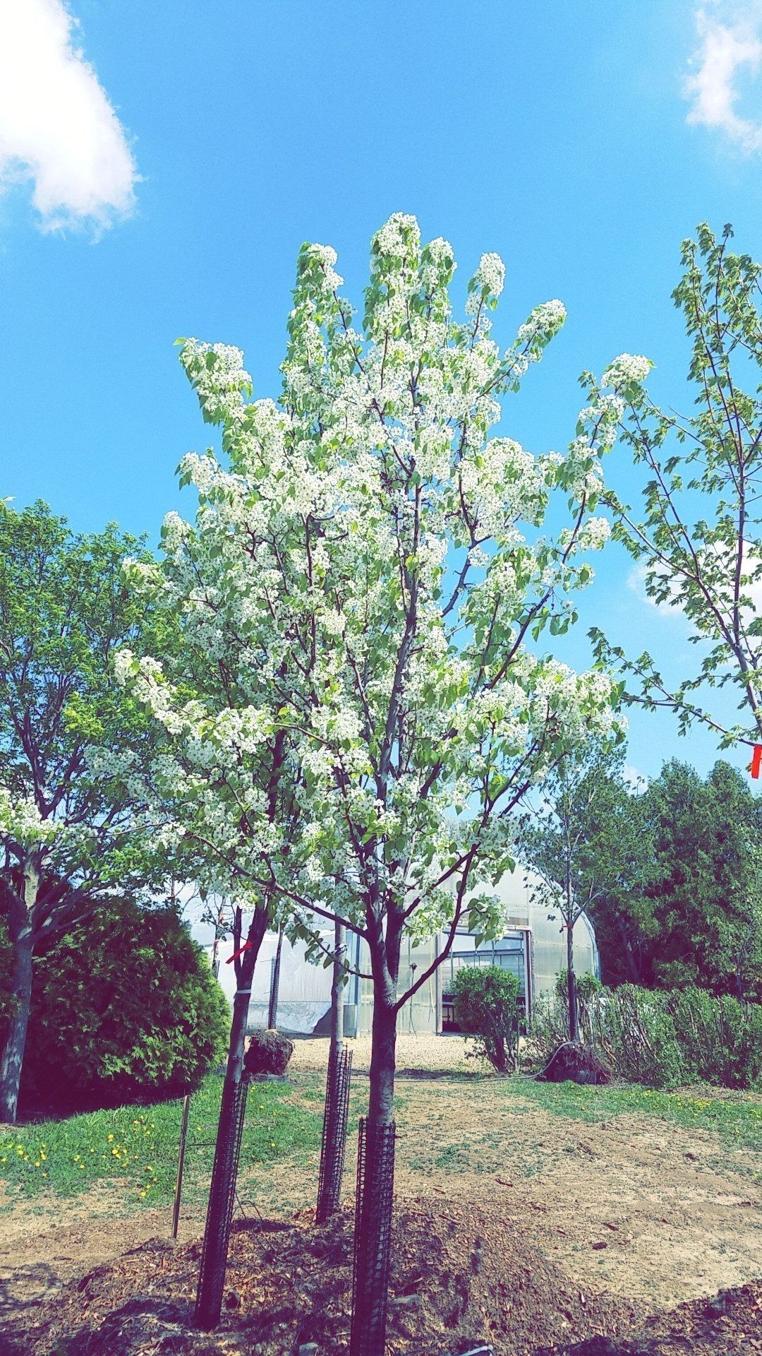 Flowering tree in a sunny yard under a bright blue sky