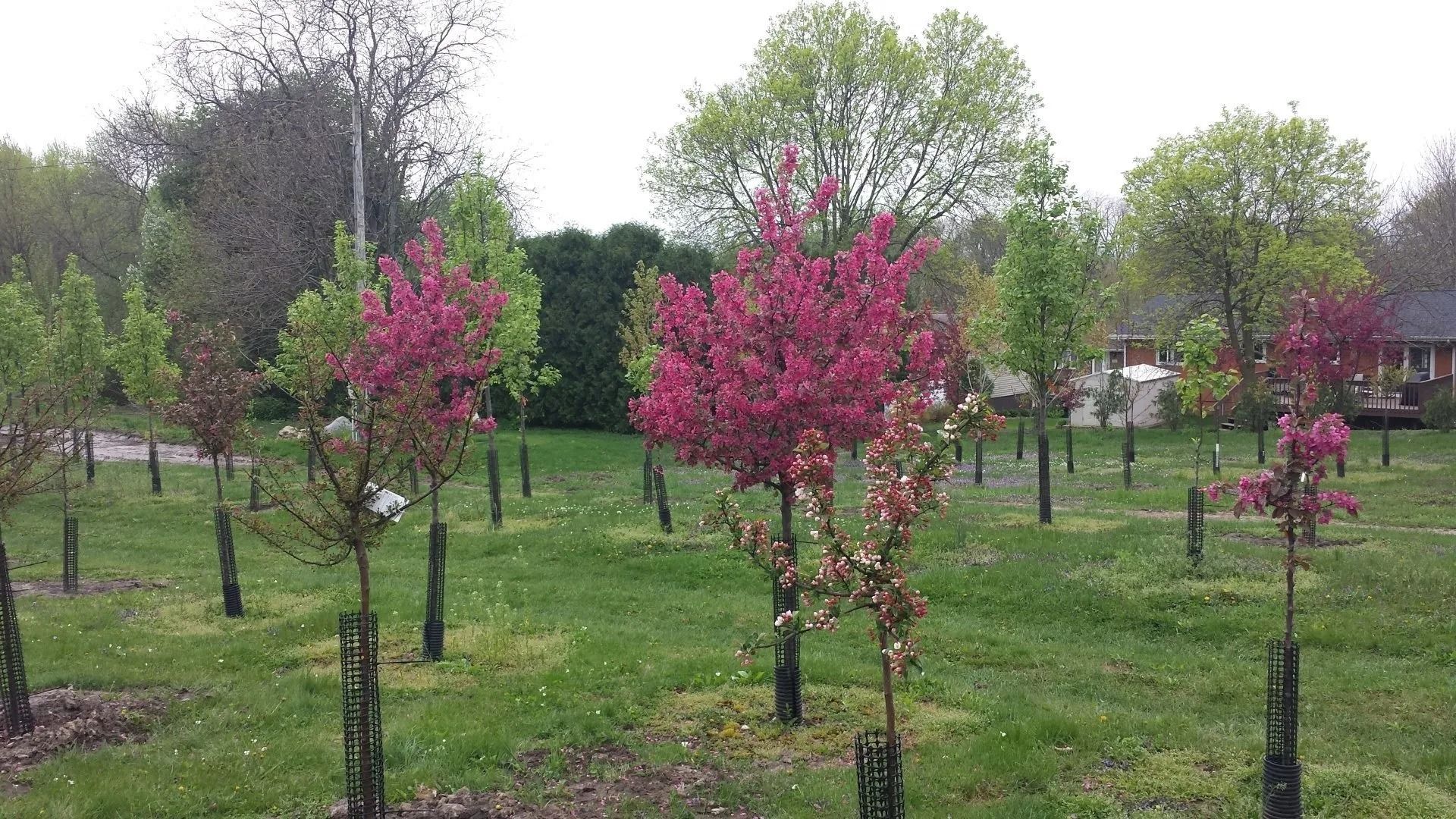 Orchard rows of young trees with bright pink blossoms in a grassy park