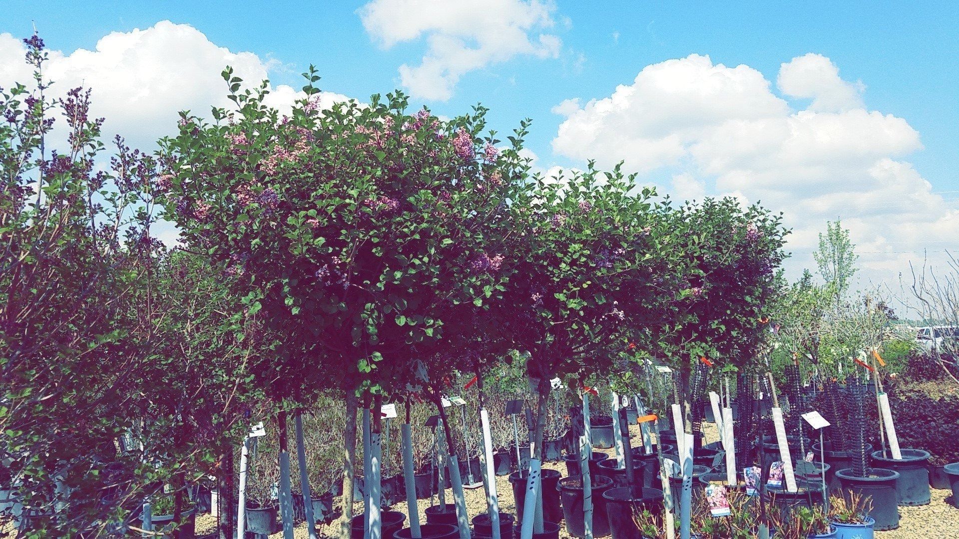 Rows of potted flowering shrubs in a nursery under a bright blue sky with clouds
