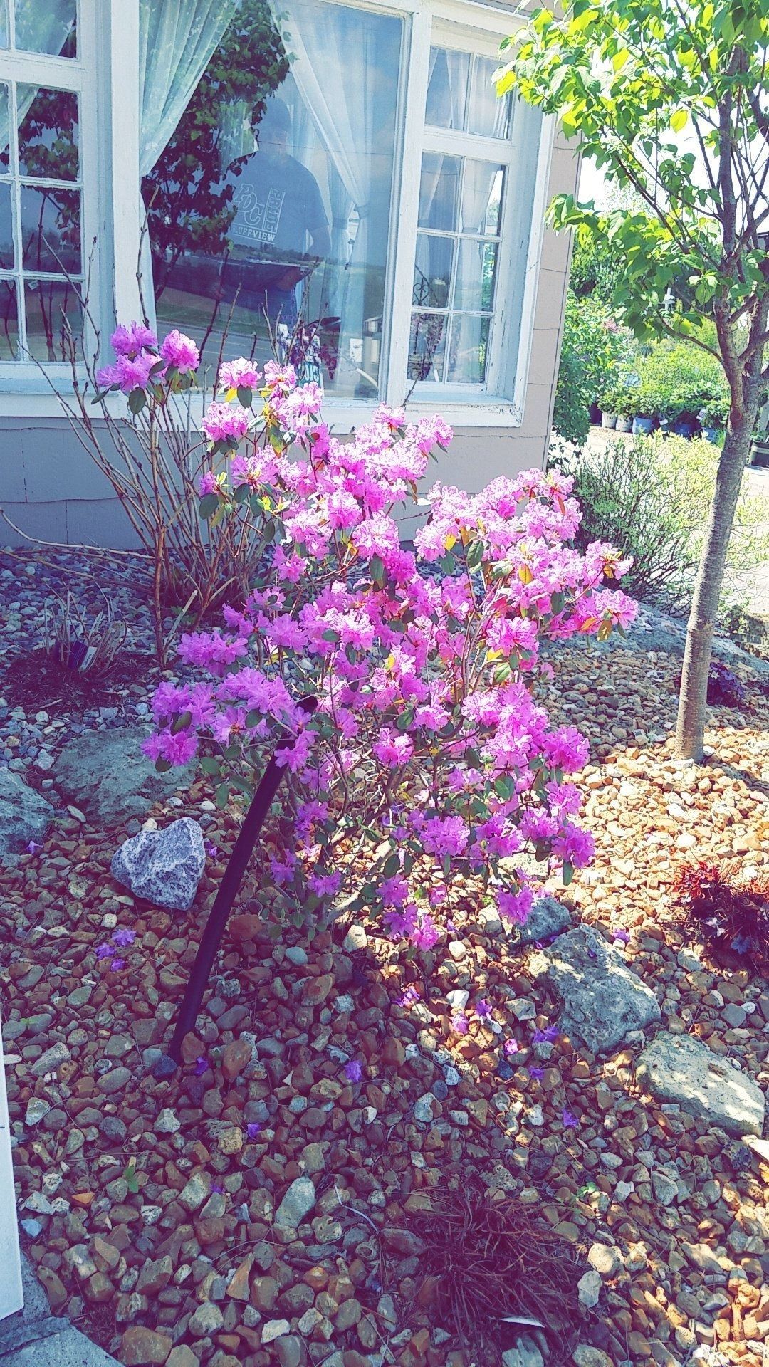 Pink flowering shrub beside a white house window in a sunlit garden with gravel ground