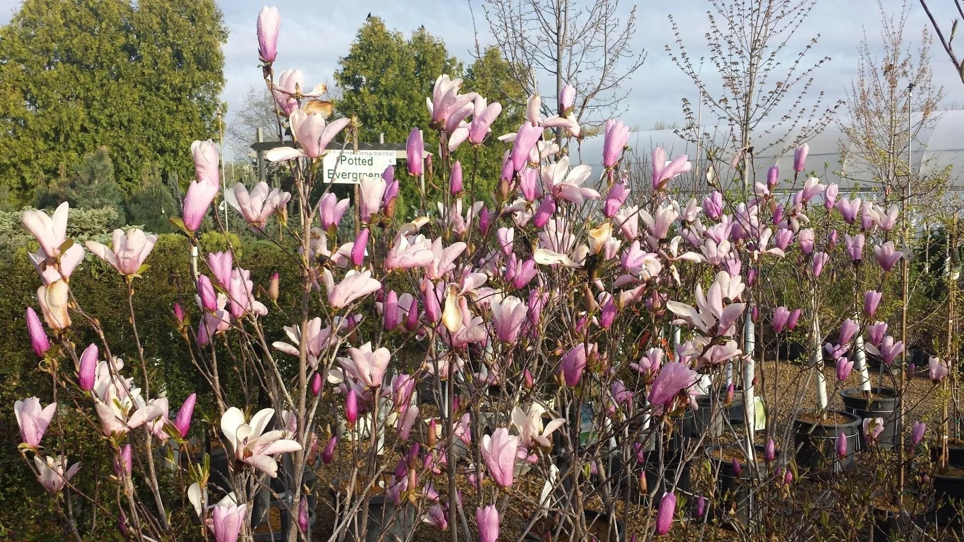 Pink magnolia blossoms on shrubs in a garden with trees and a house in the background