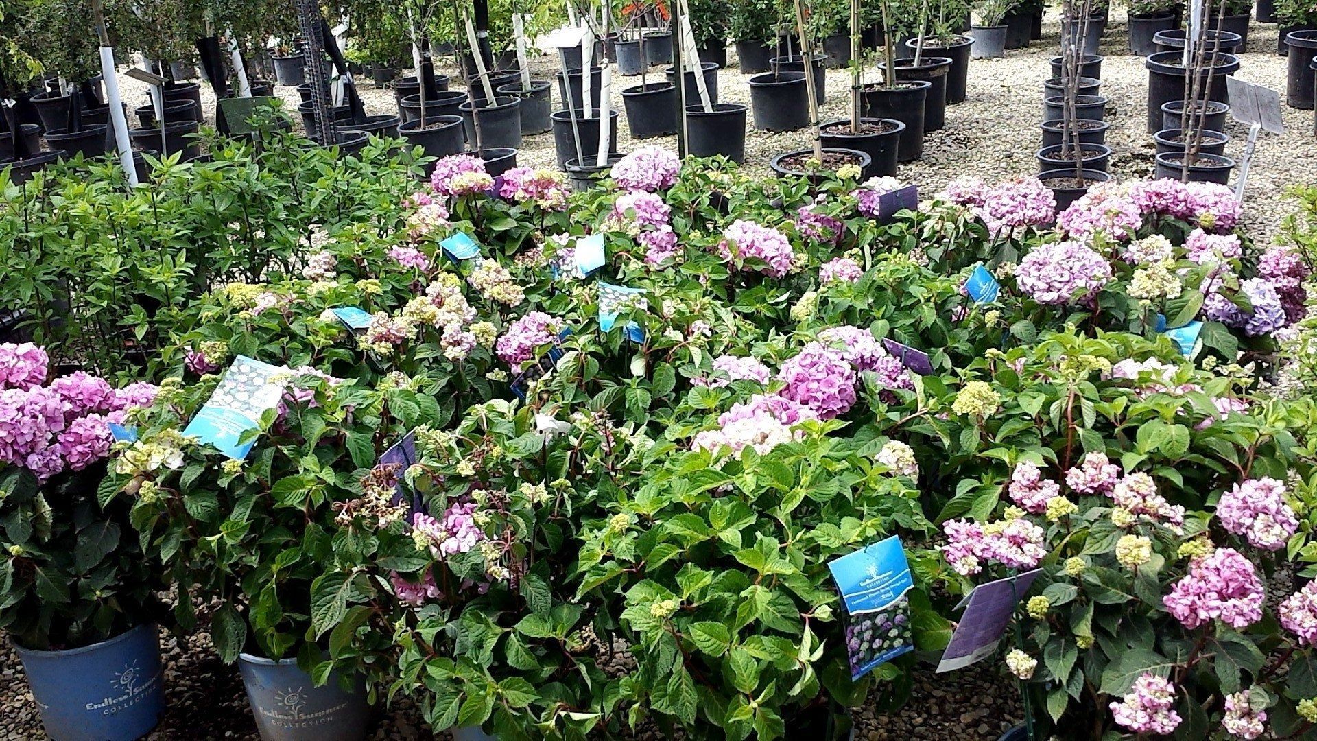 Rows of potted hydrangeas with pink and purple blooms in a plant nursery