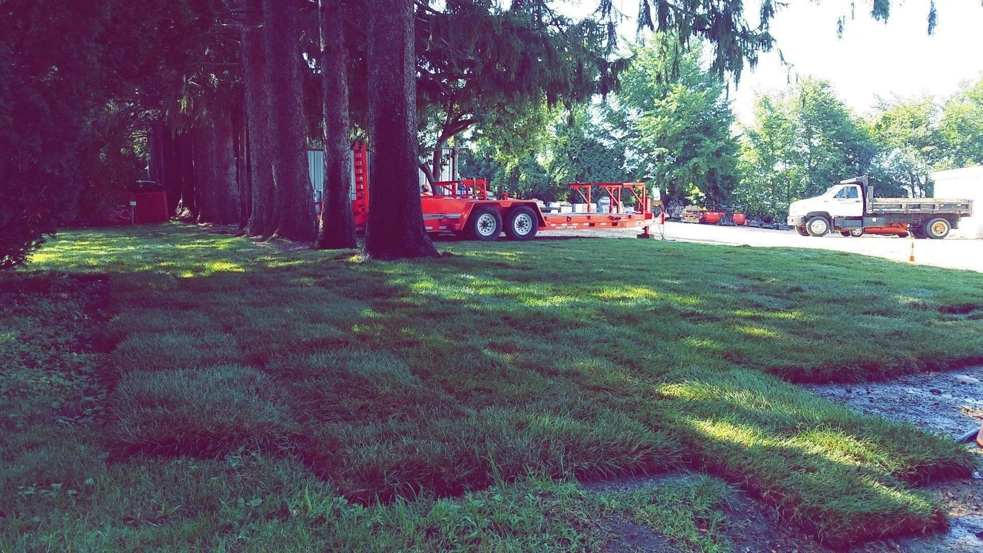 Grassy park with tall trees and parked vehicles in the background on a sunny day