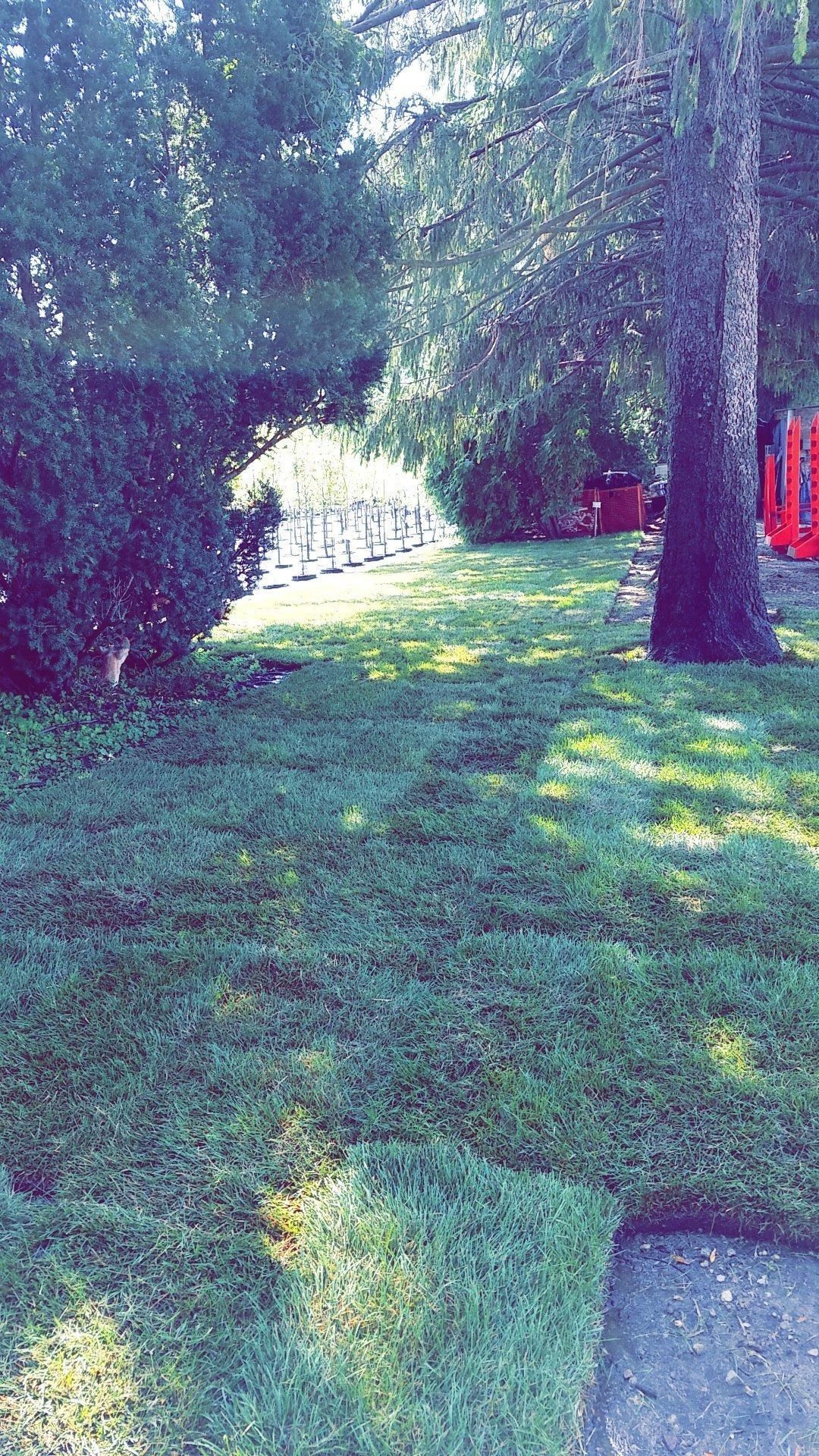 Tree-shaded grassy yard with a sunlit path and a red object near the right edge