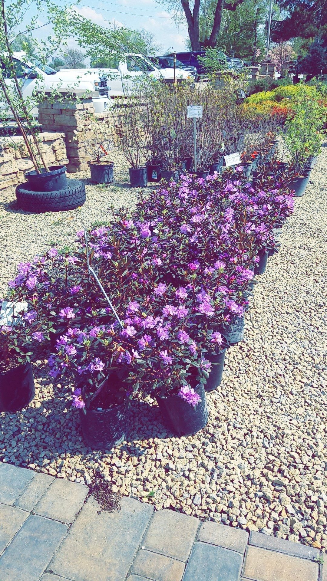 Purple flowers lining a gravel garden path beside potted plants and a stone patio
