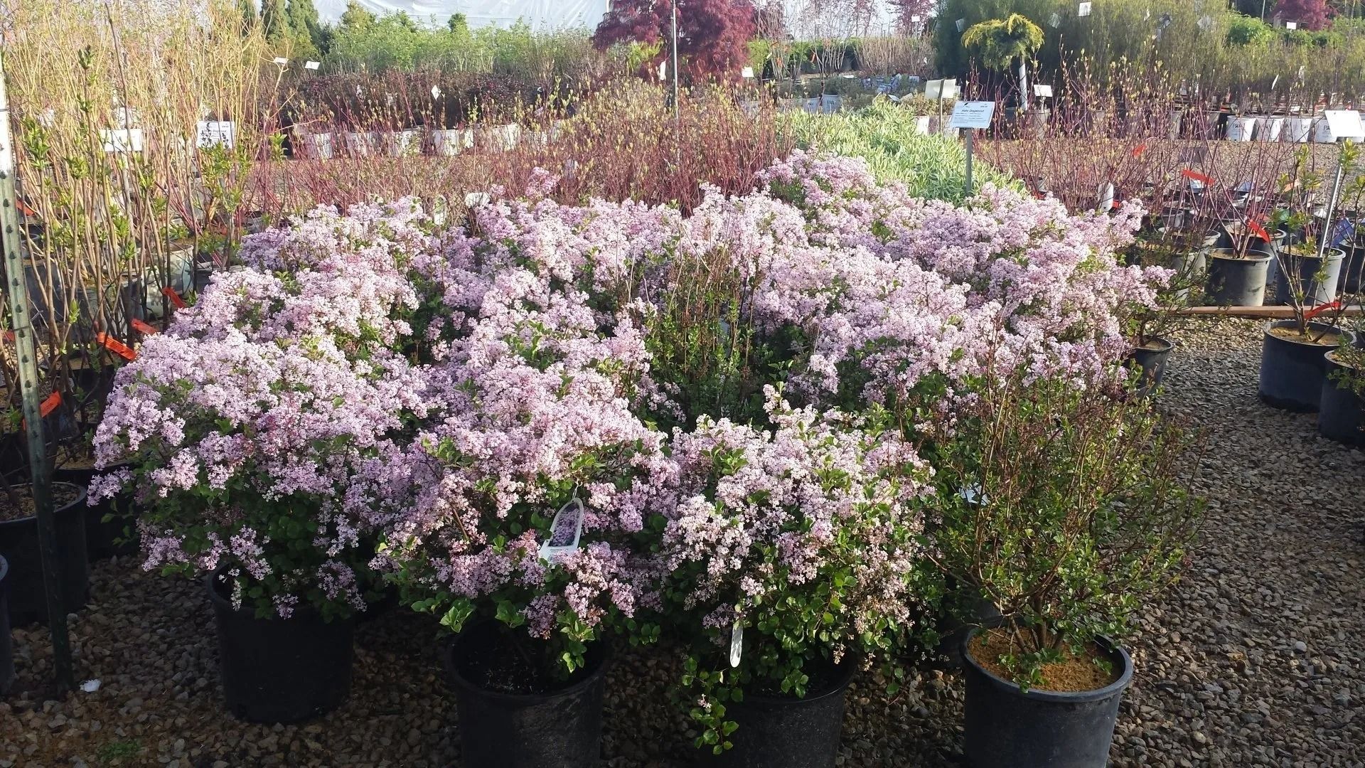 Potted flowering shrubs with pale pink blooms in a plant nursery aisle