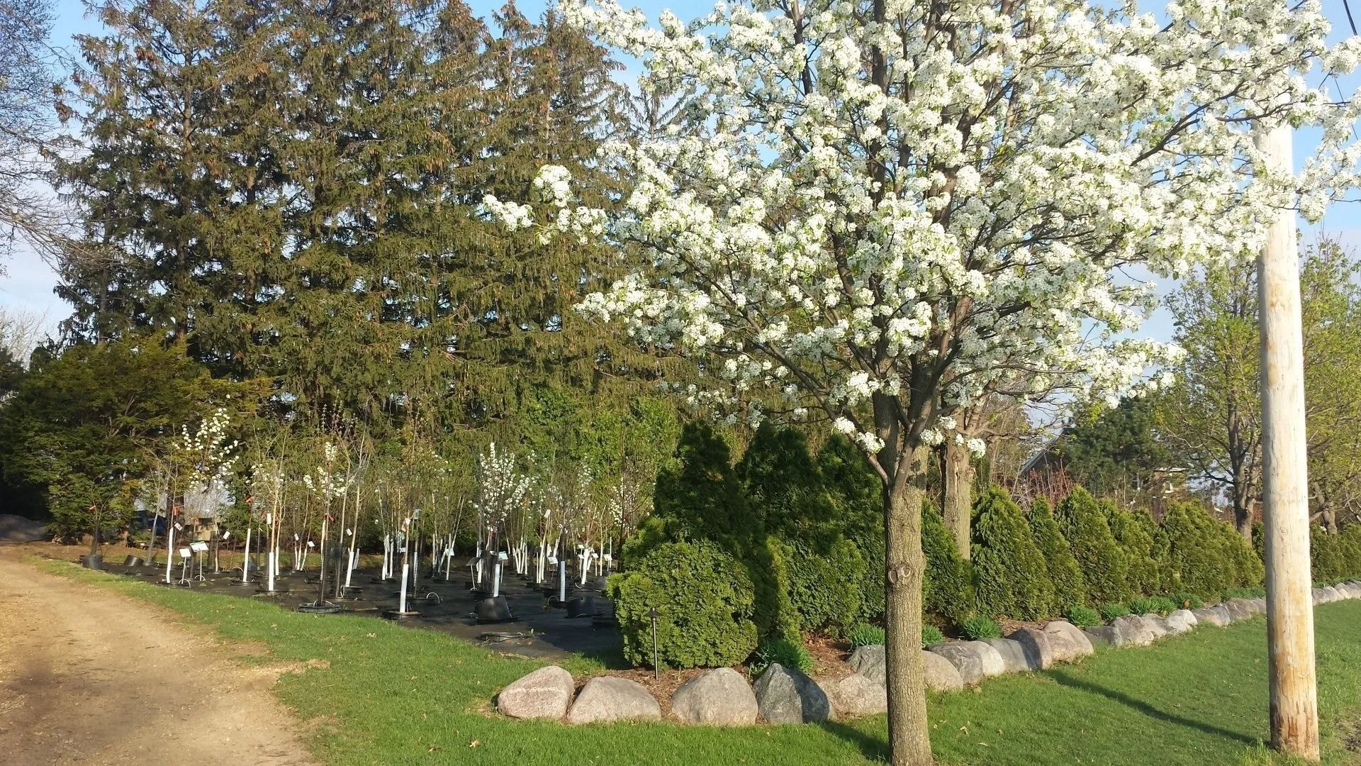 Flowering trees and a grassy roadside bordered by rocks in a sunny landscape