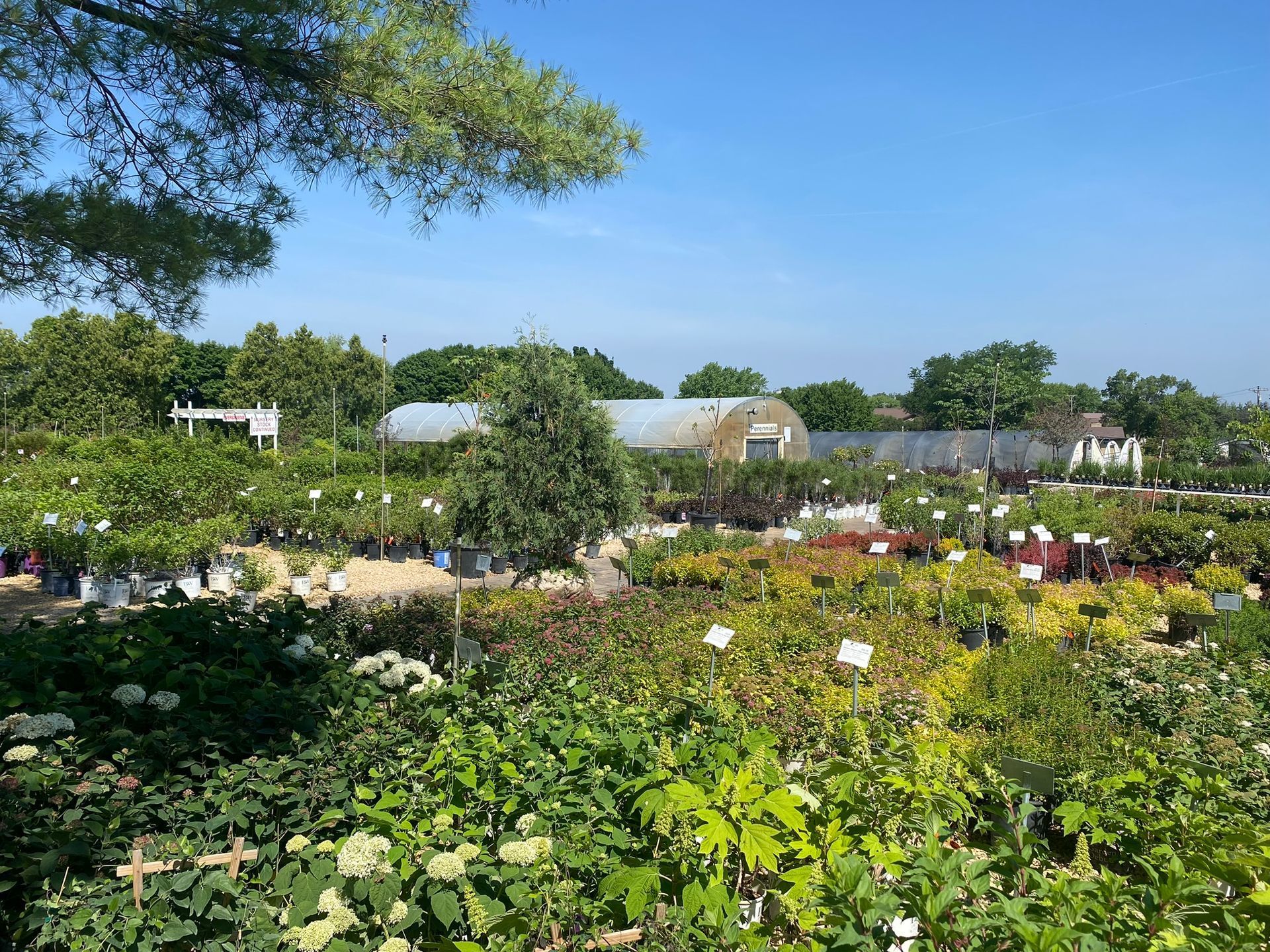 Flower nursery with rows of potted plants and colorful blooms under a clear blue sky