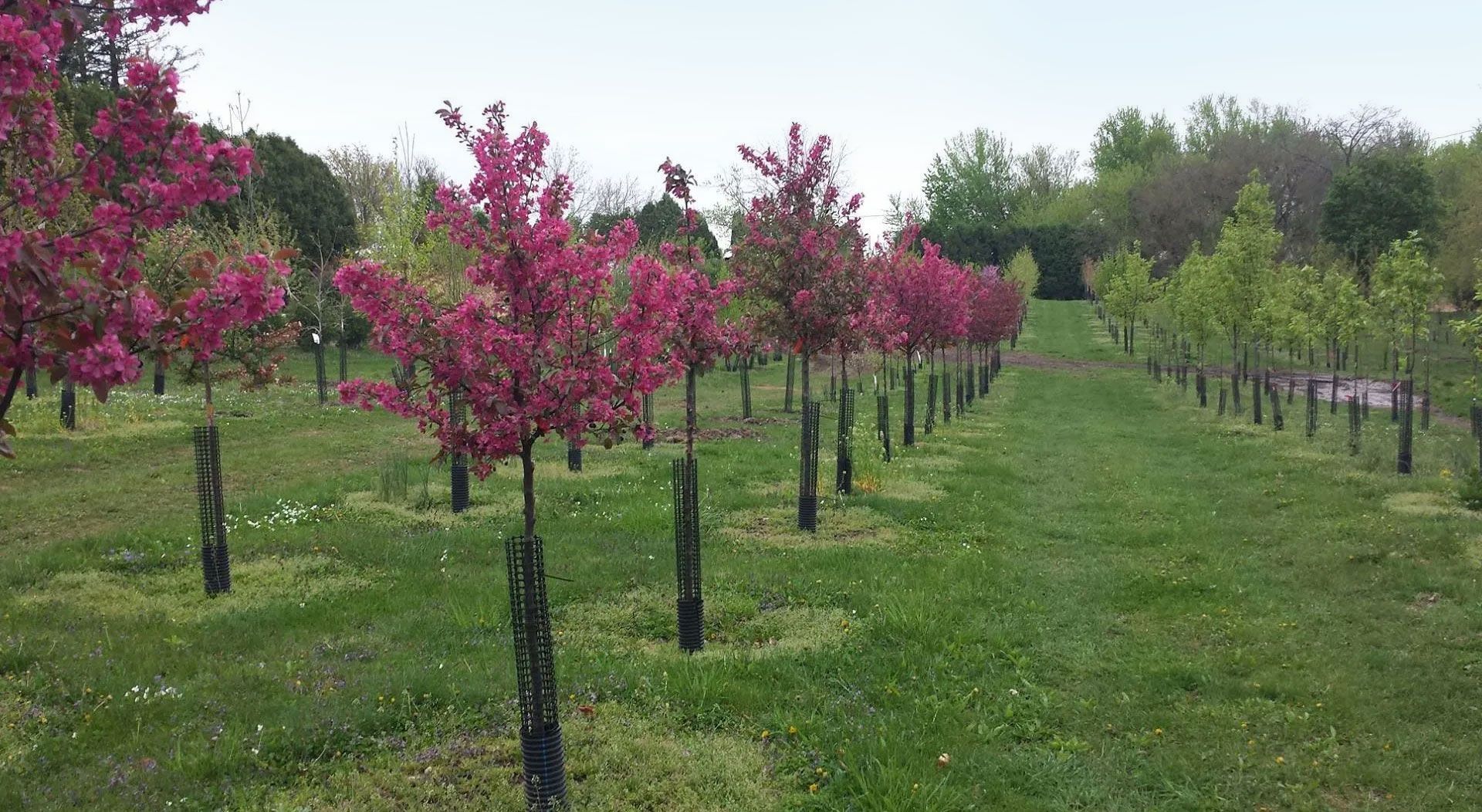 Row of pink flowering trees in a grassy orchard or nursery under an overcast sky
