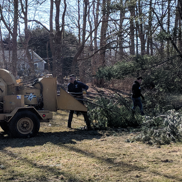 Tree Removal