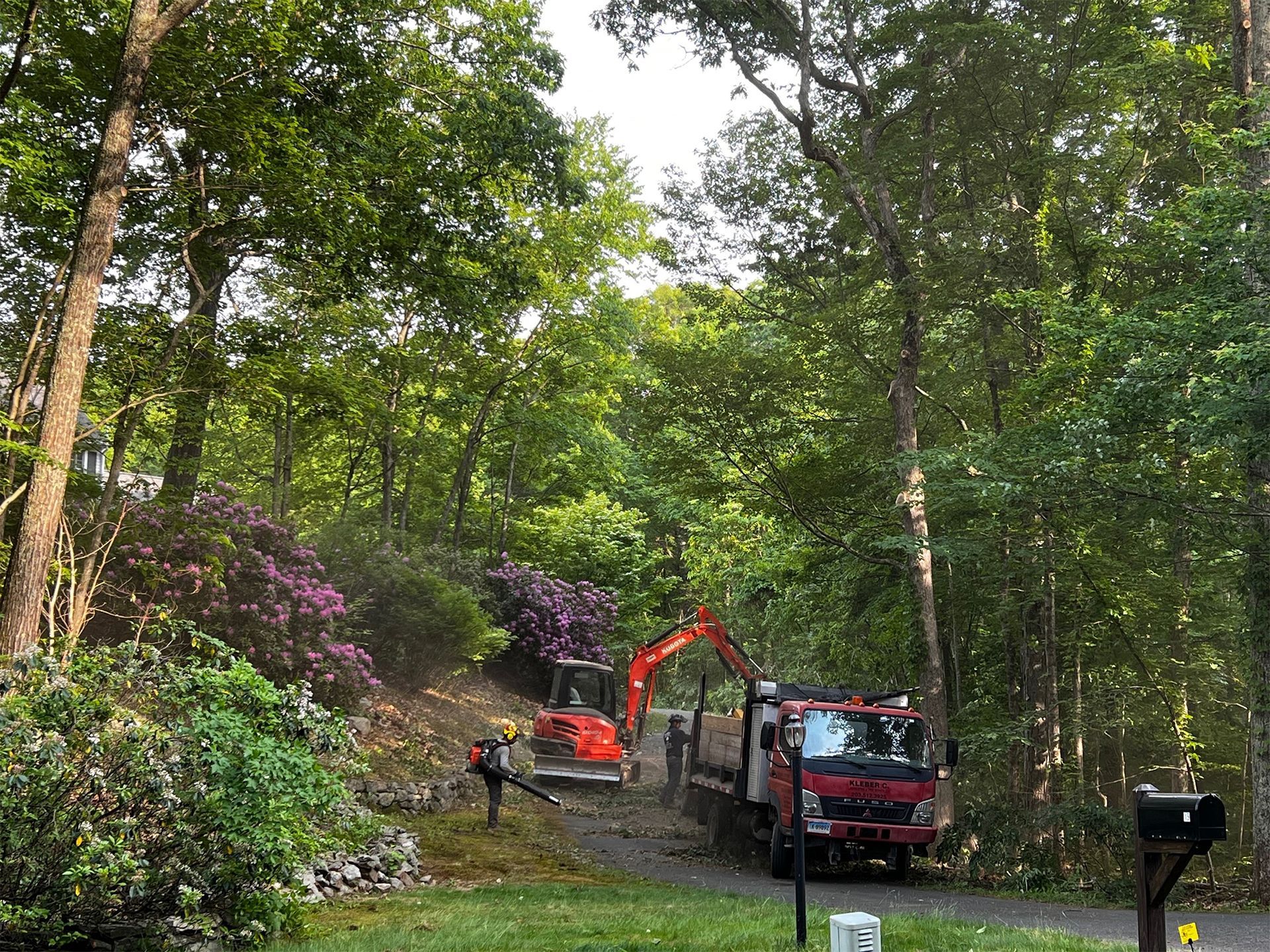 Tree removal service
