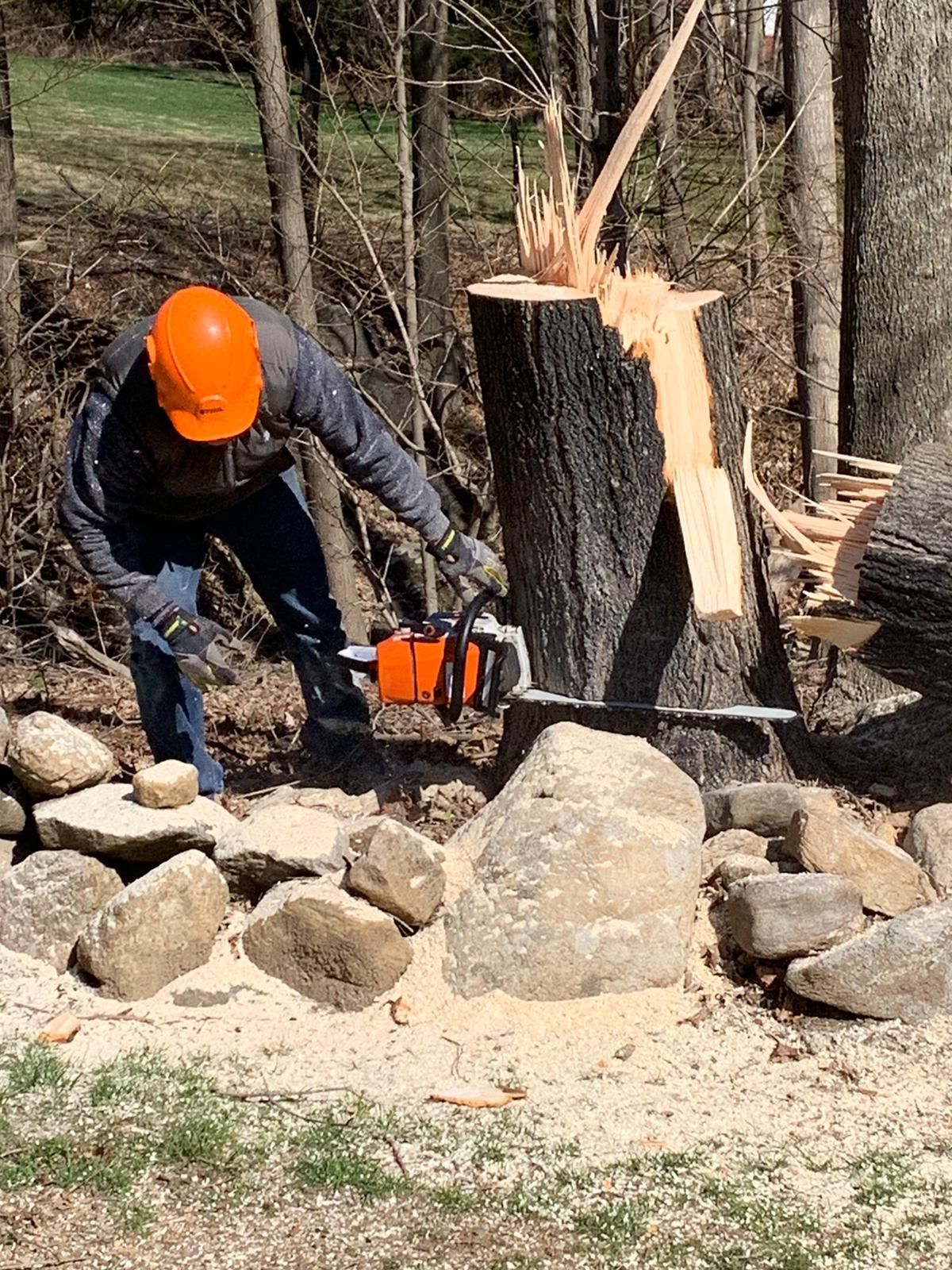 Tree removal service