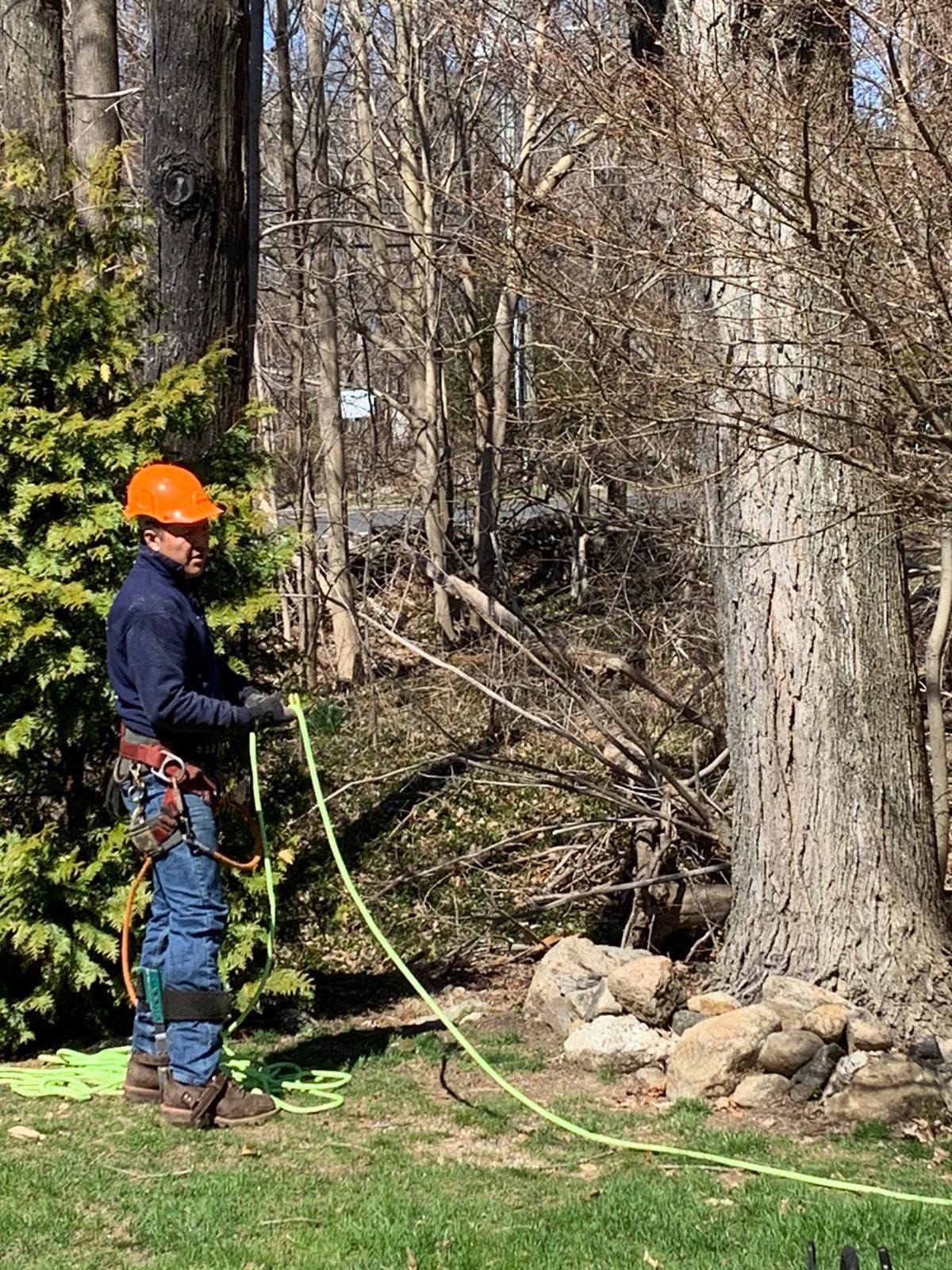 Tree removal service