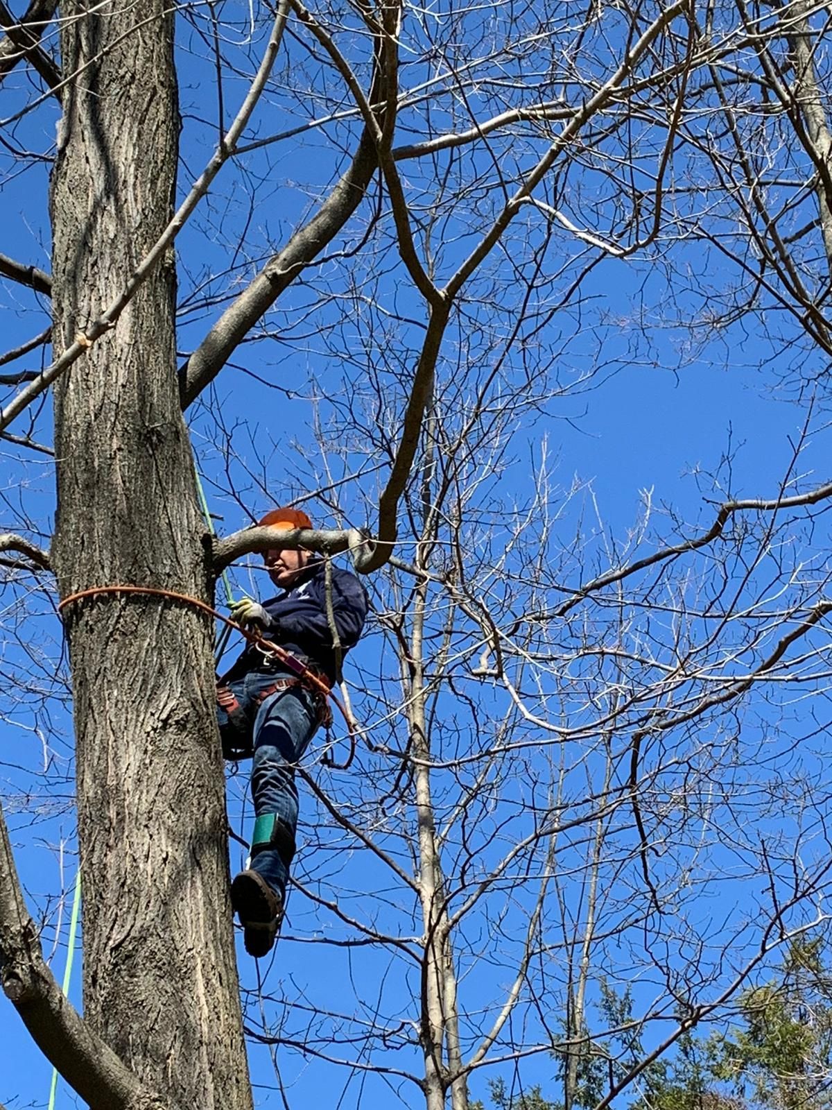 Tree removal service