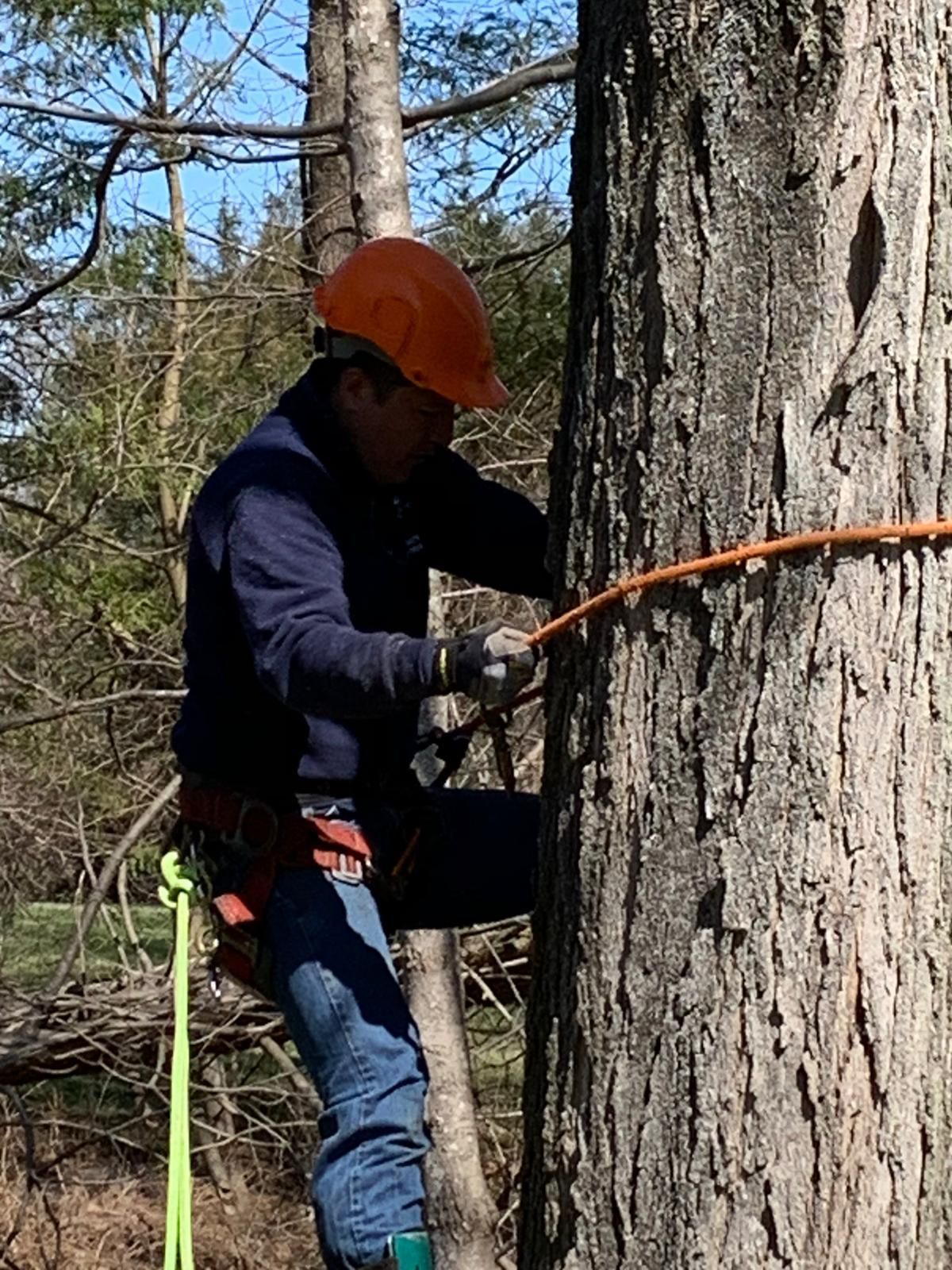 Tree removal service