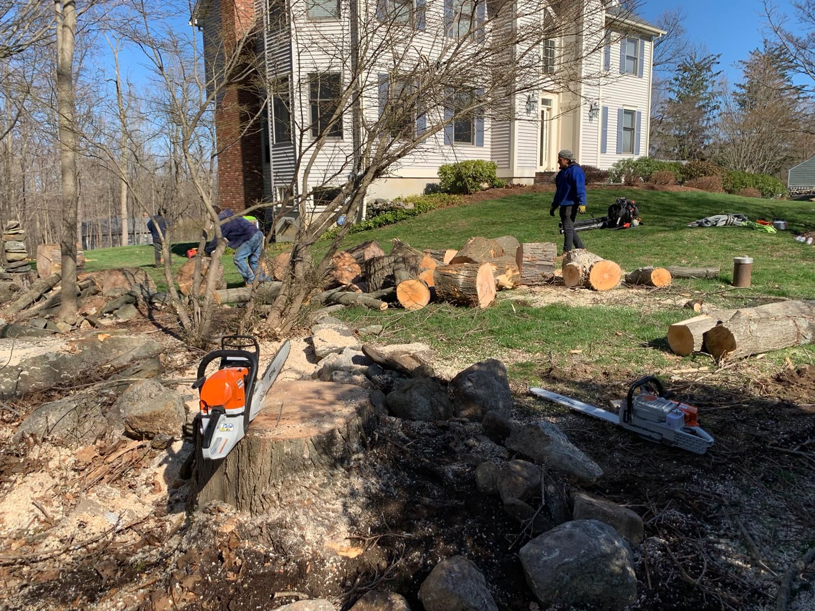Tree removal service