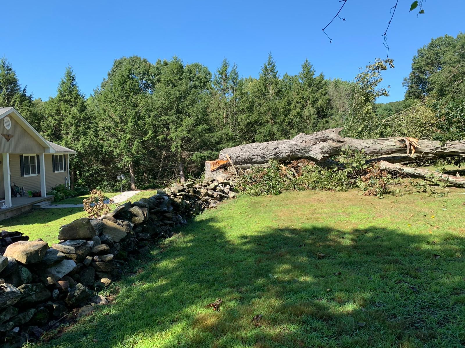 Tree removal service