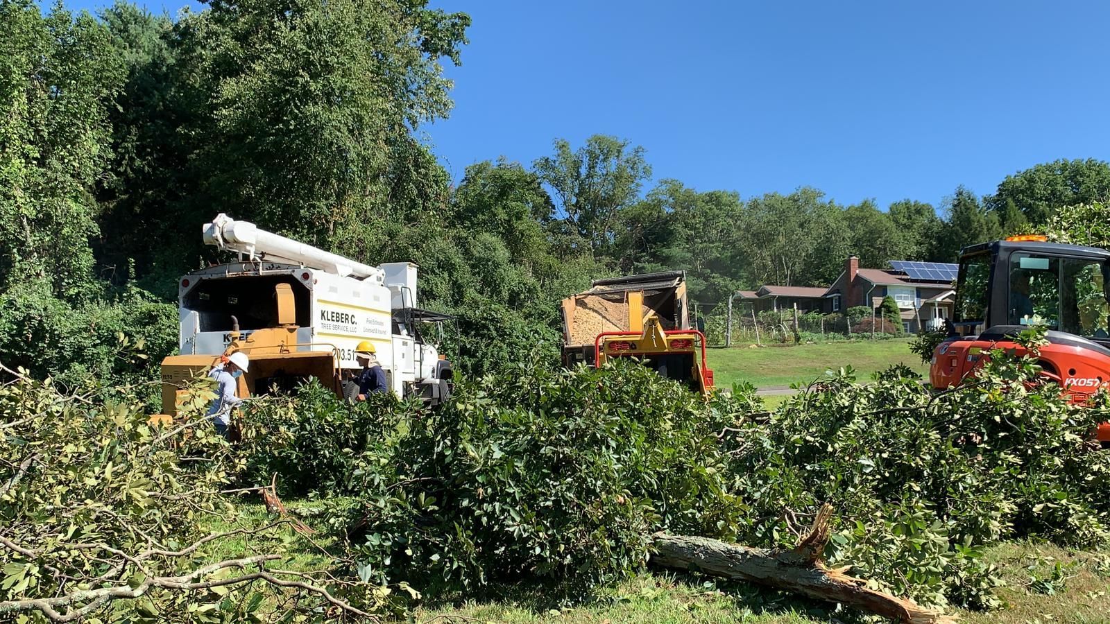 Tree removal service