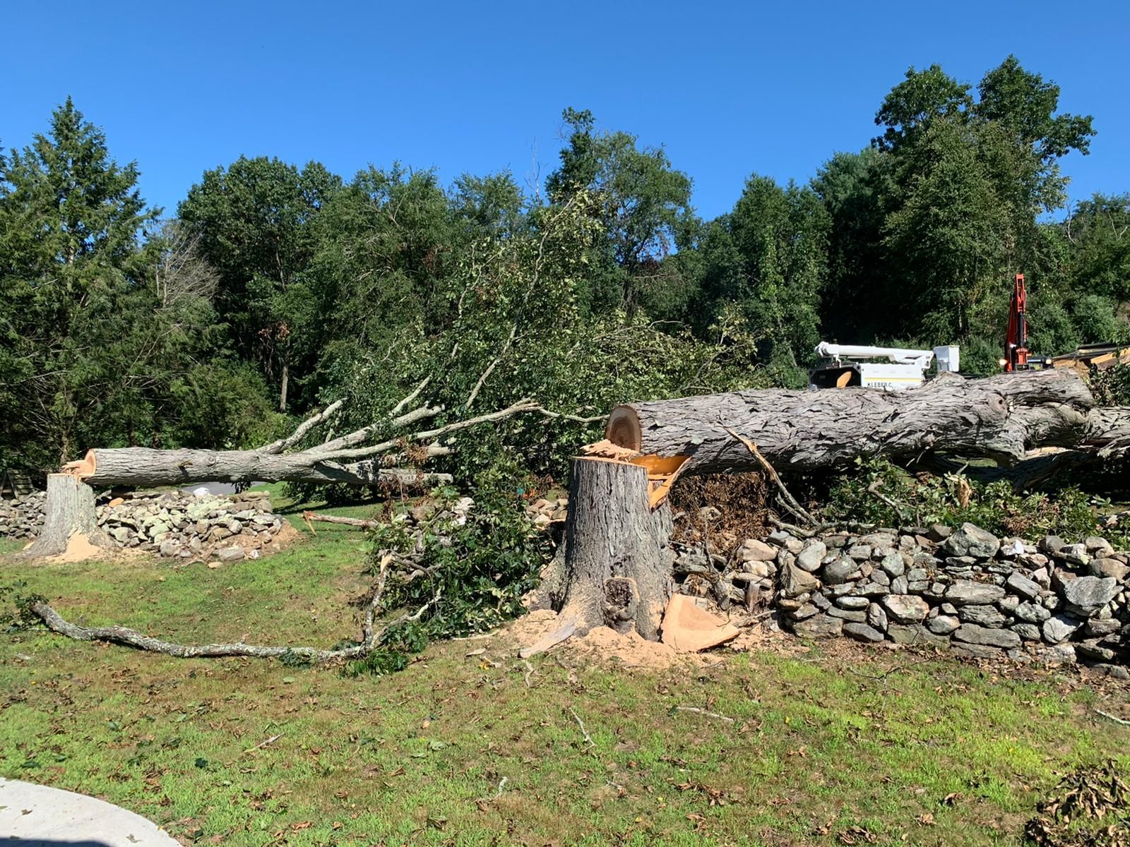 Tree removal service