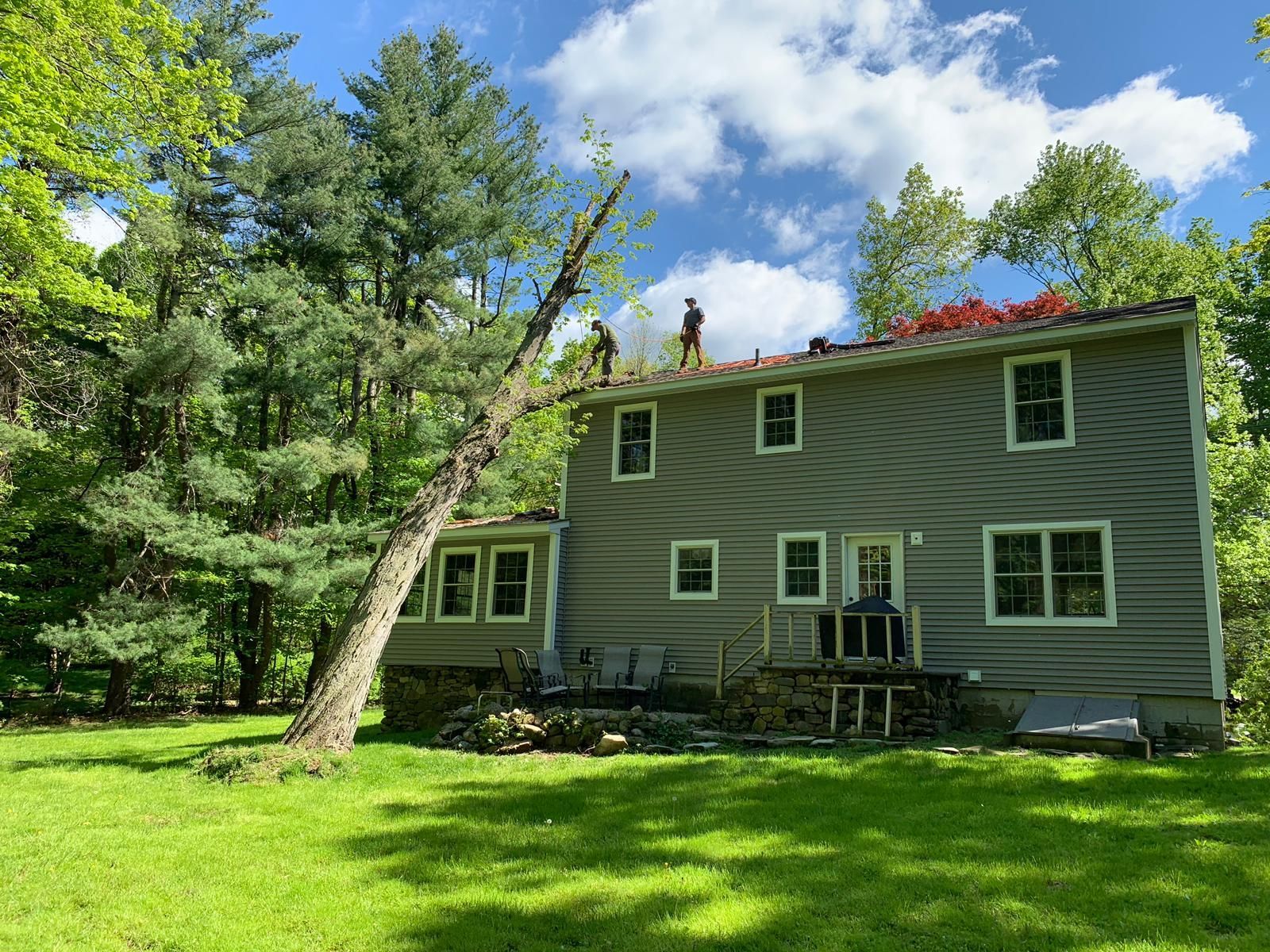 Tree removal service
