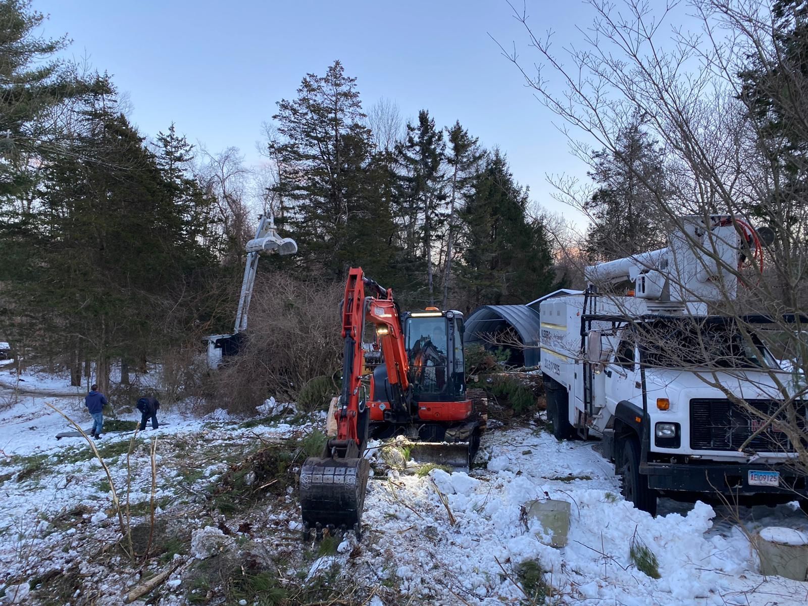 Tree removal service