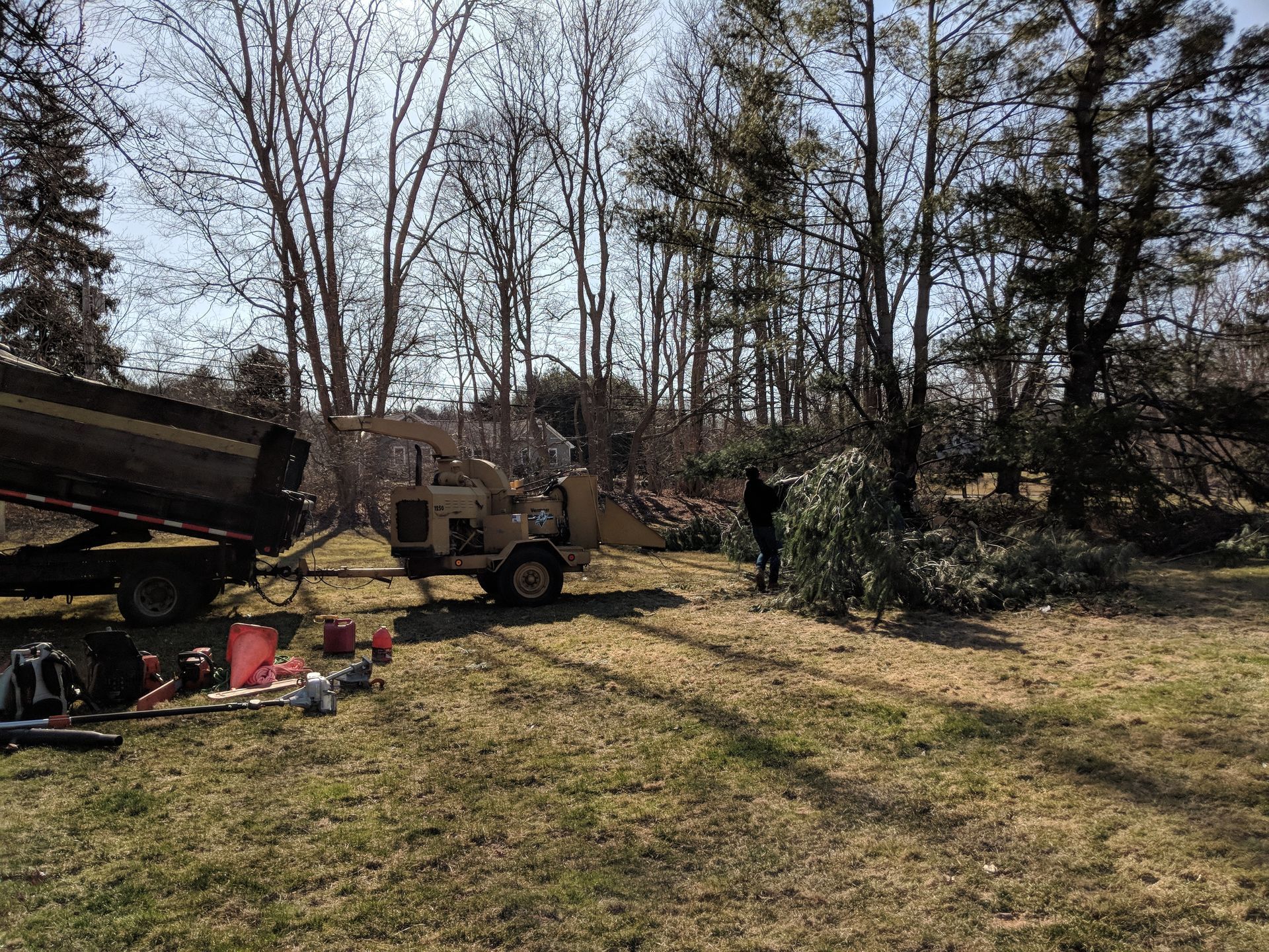Tree removal service