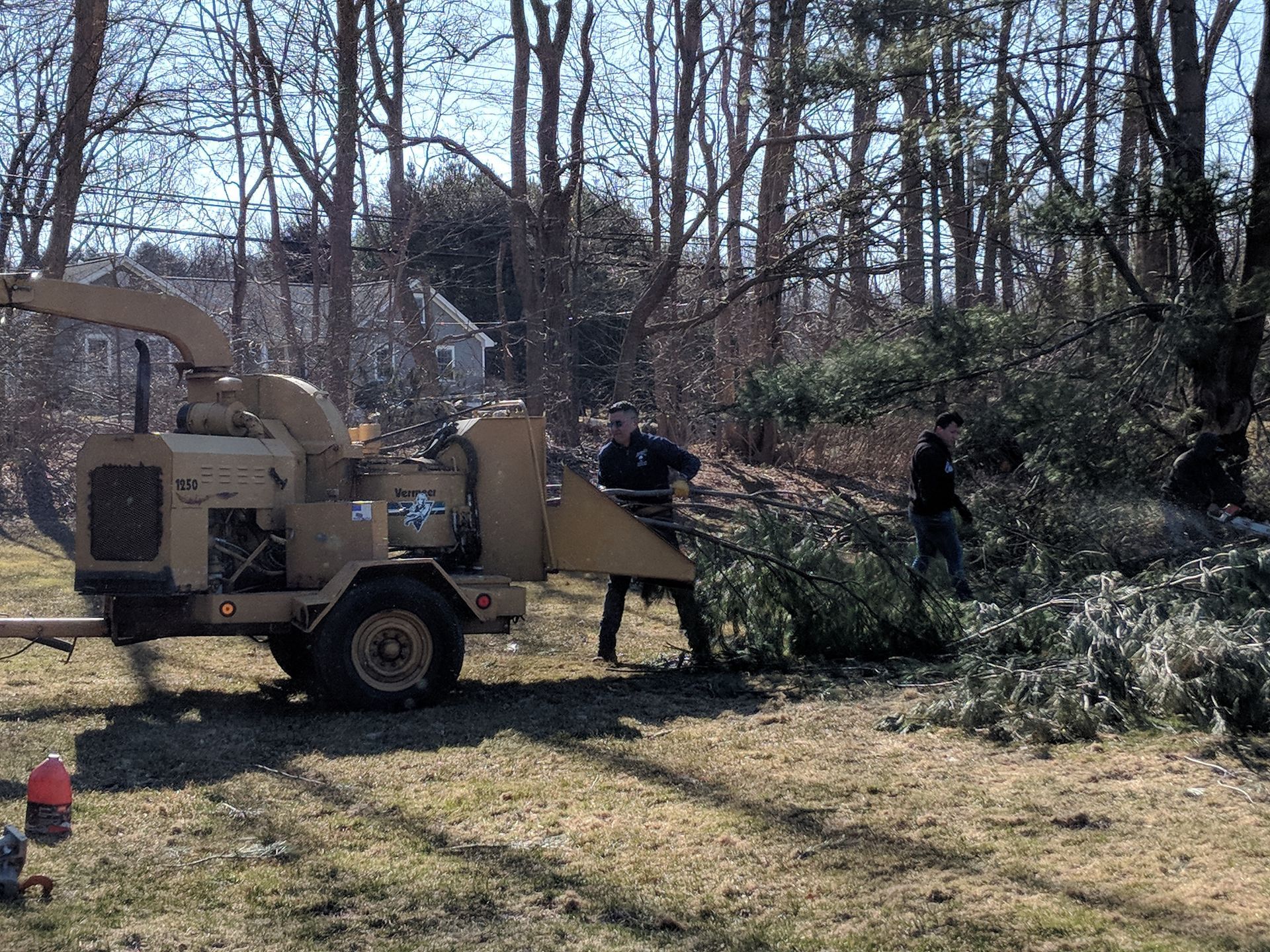 Tree removal service
