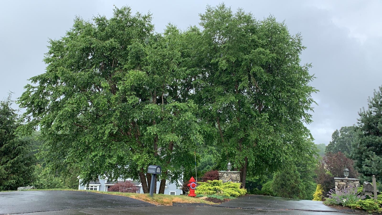 Huge tree