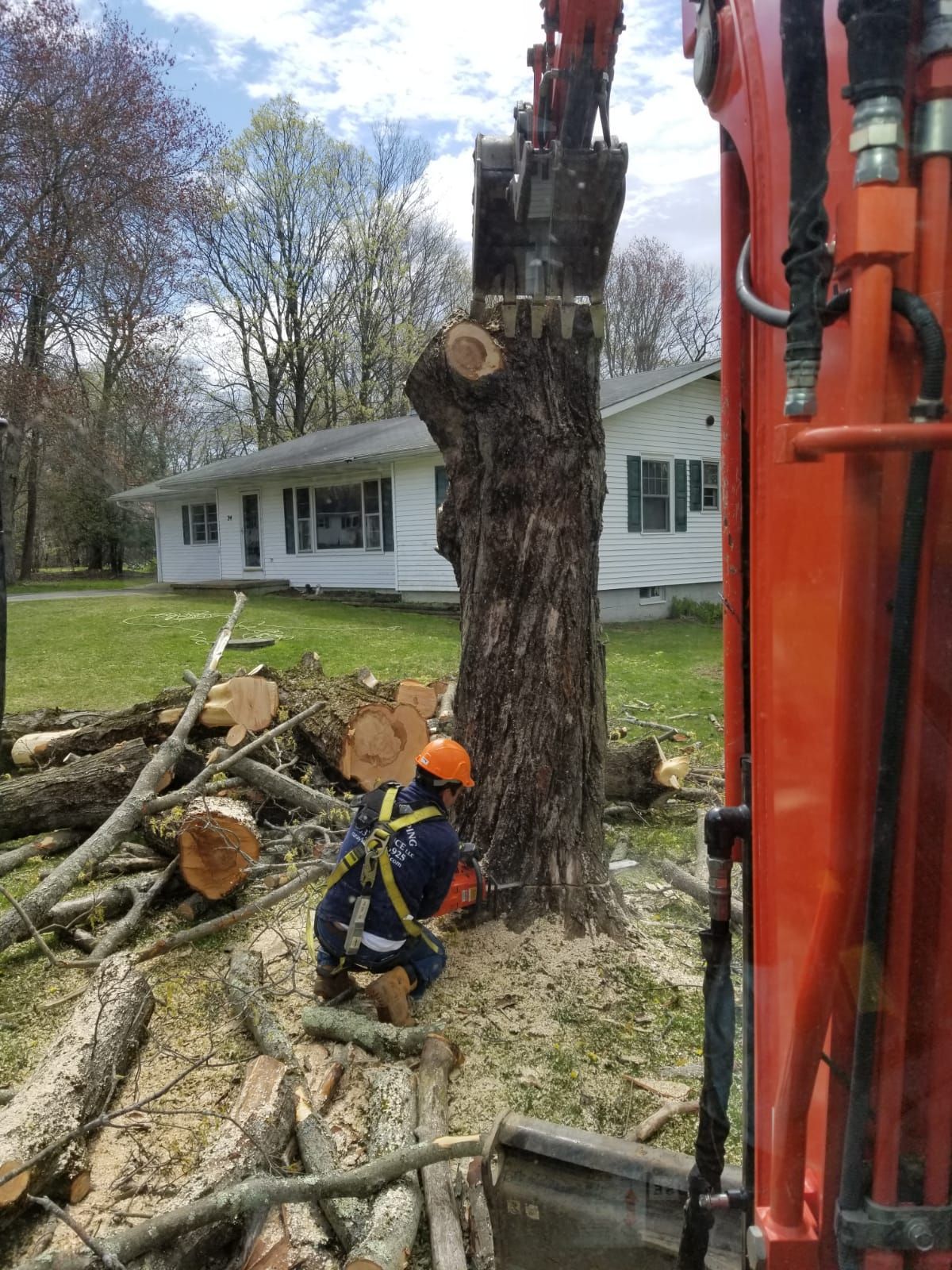 Tree removal service