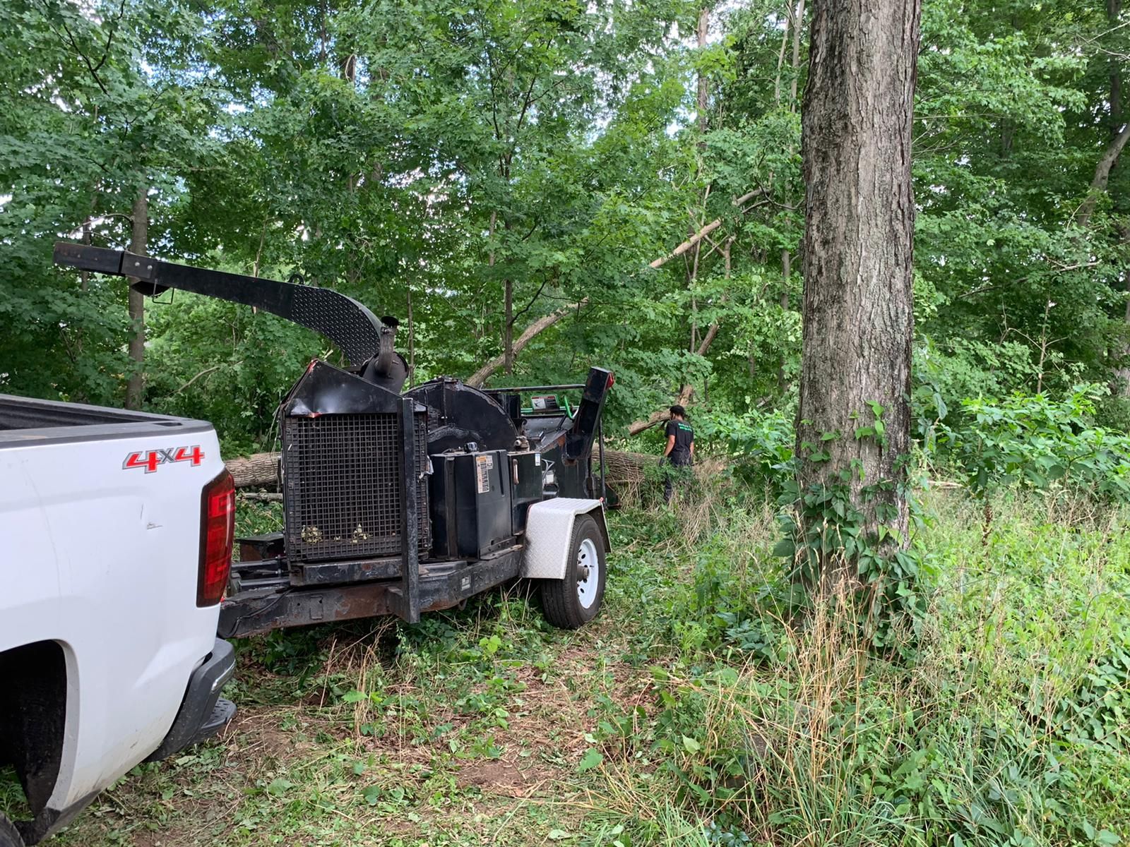 Tree removal service