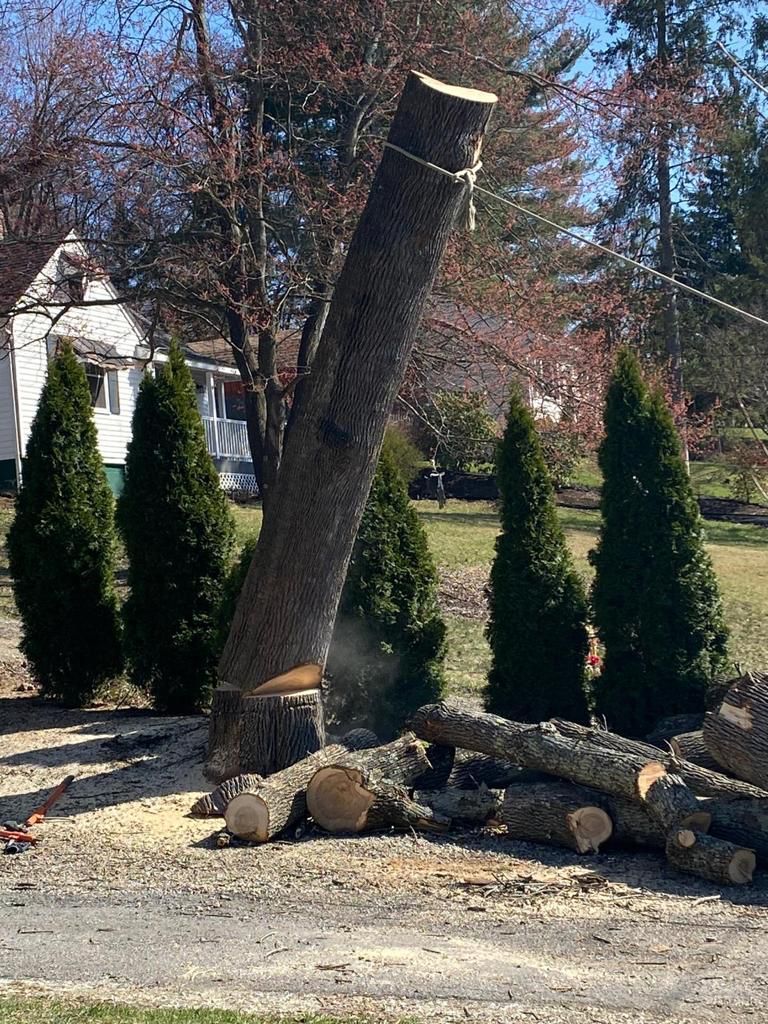 Tree removal service