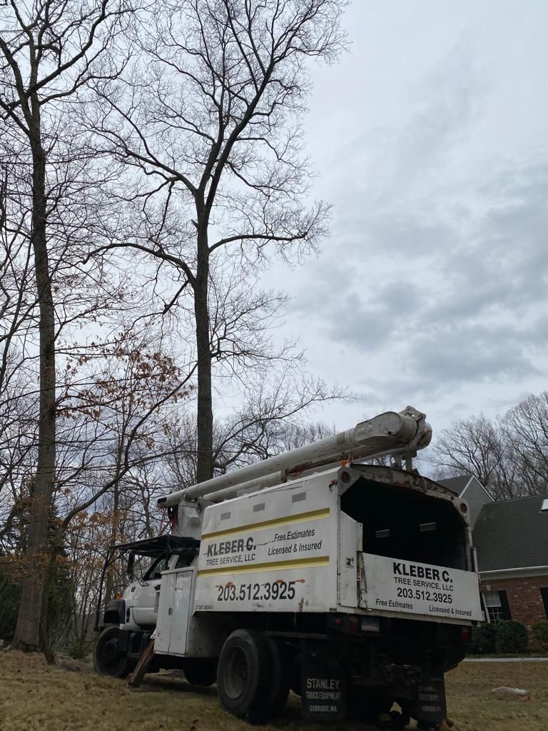 Tree removal service