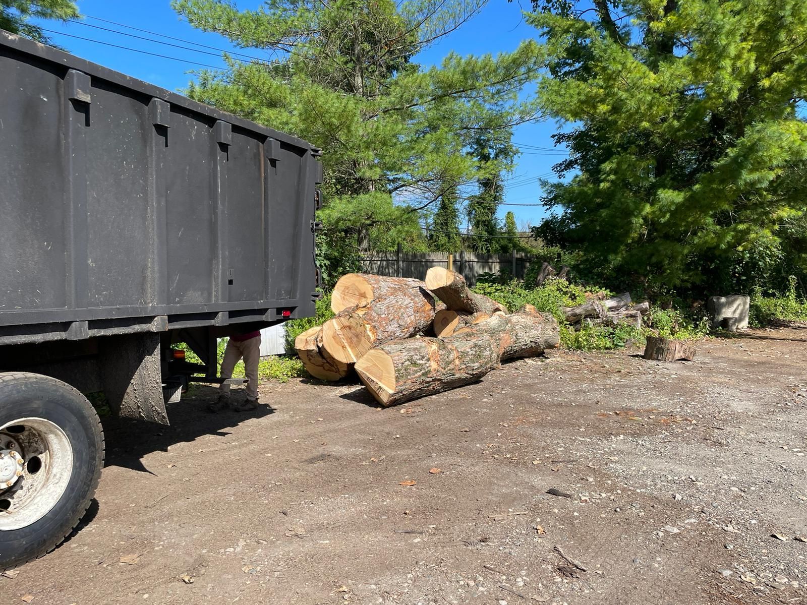 Tree removal service