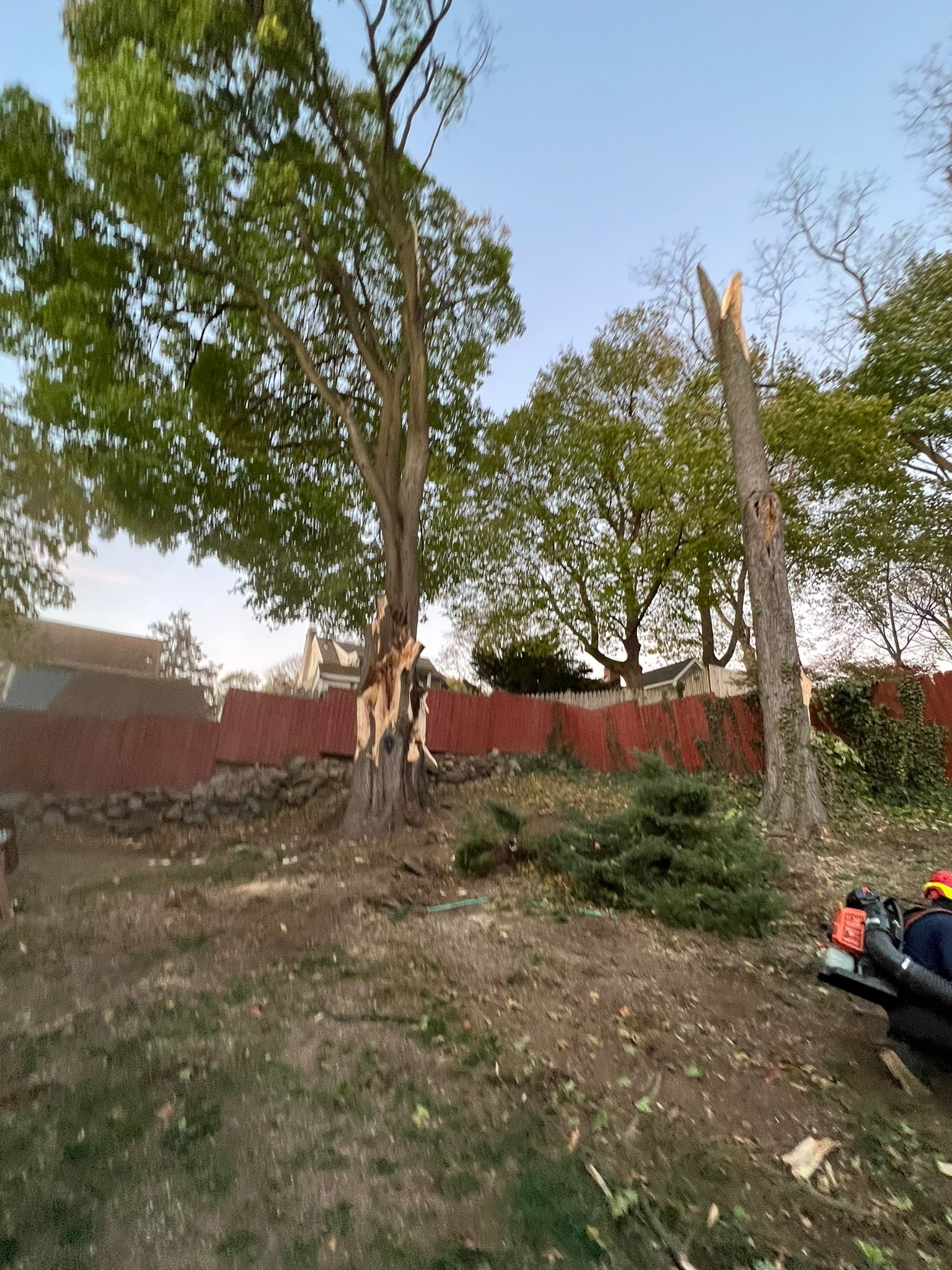 Tree removal service
