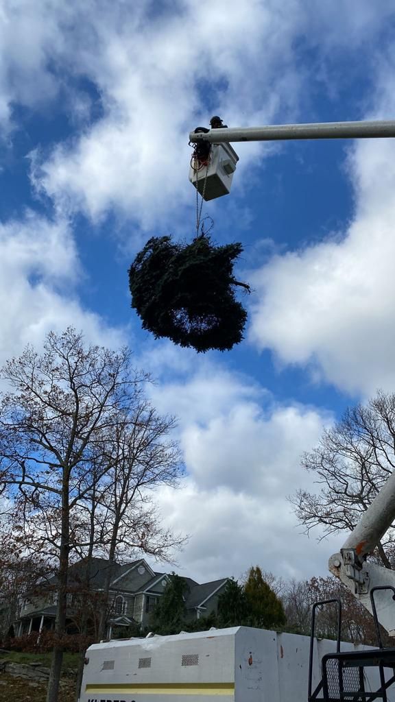 Tree removal service