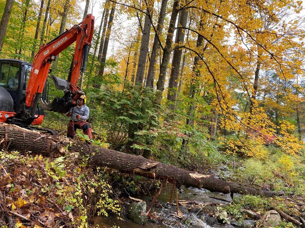 Tree removal service