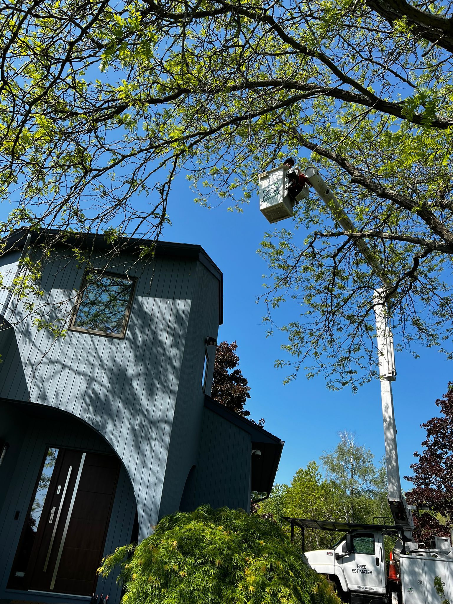 Tree removal service