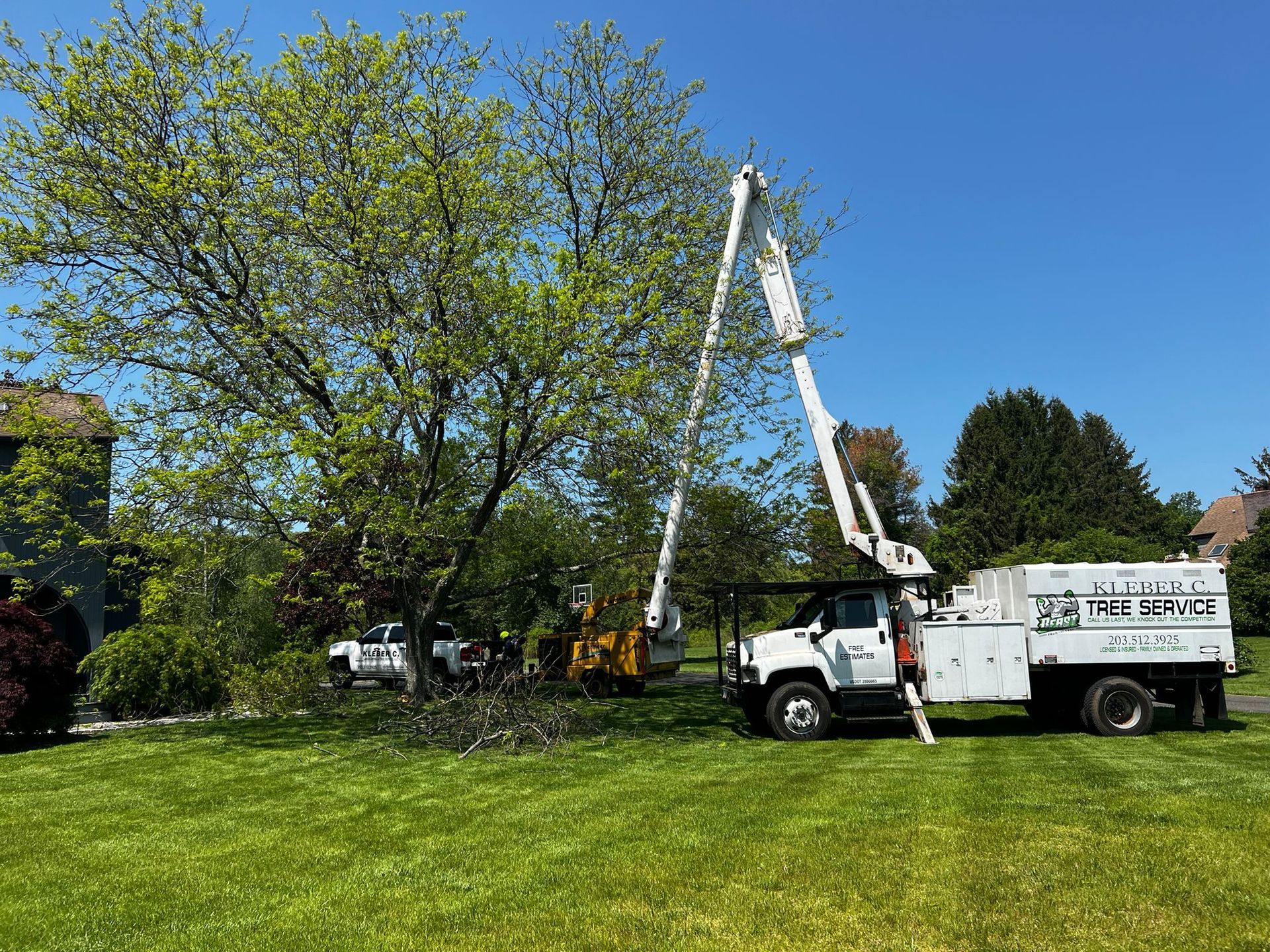 Tree removal service