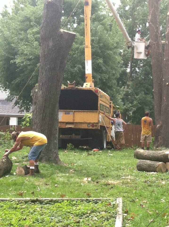Workers trimming a large tree beside a yellow wood chipper in a grassy yard