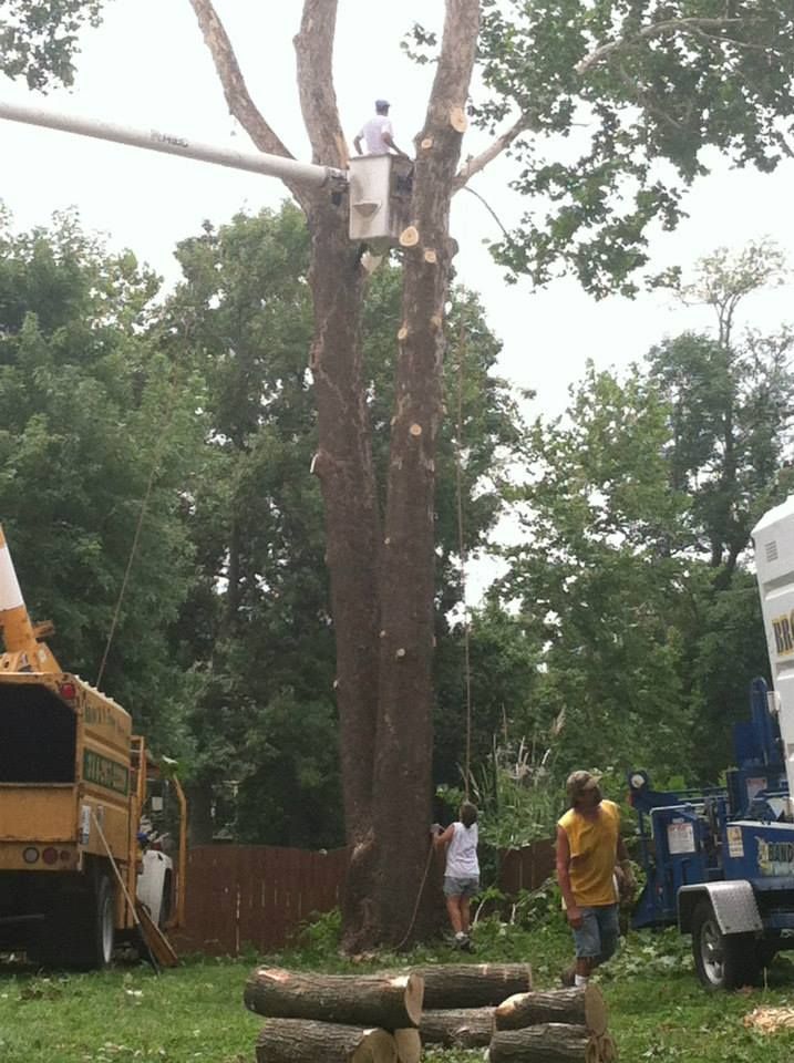 Tree worker in a harness trimming a large tree beside trucks in a wooded area