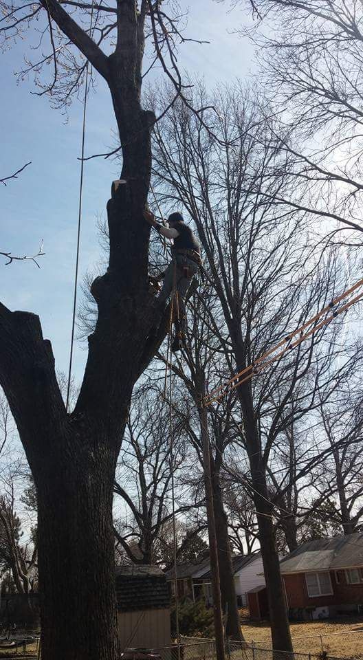 Person climbing a tall tree in a leafless backyard on a cloudy day