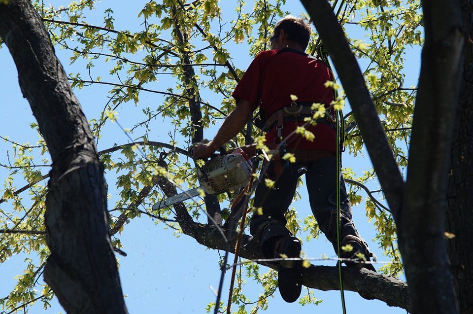 Person in a red shirt standing on a tree branch among green leaves against a blue sky