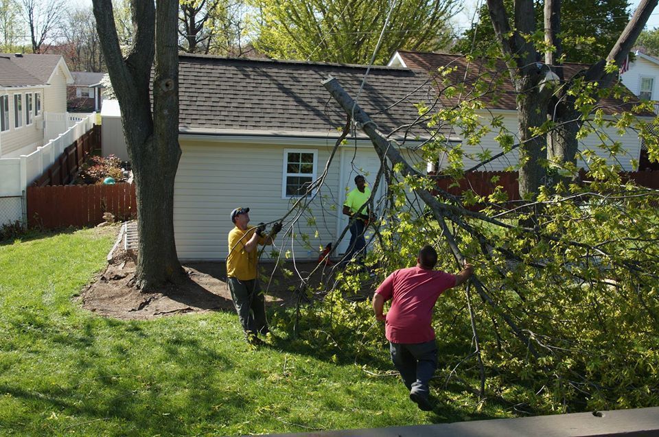 Three people trimming a tree in a backyard beside a white house.