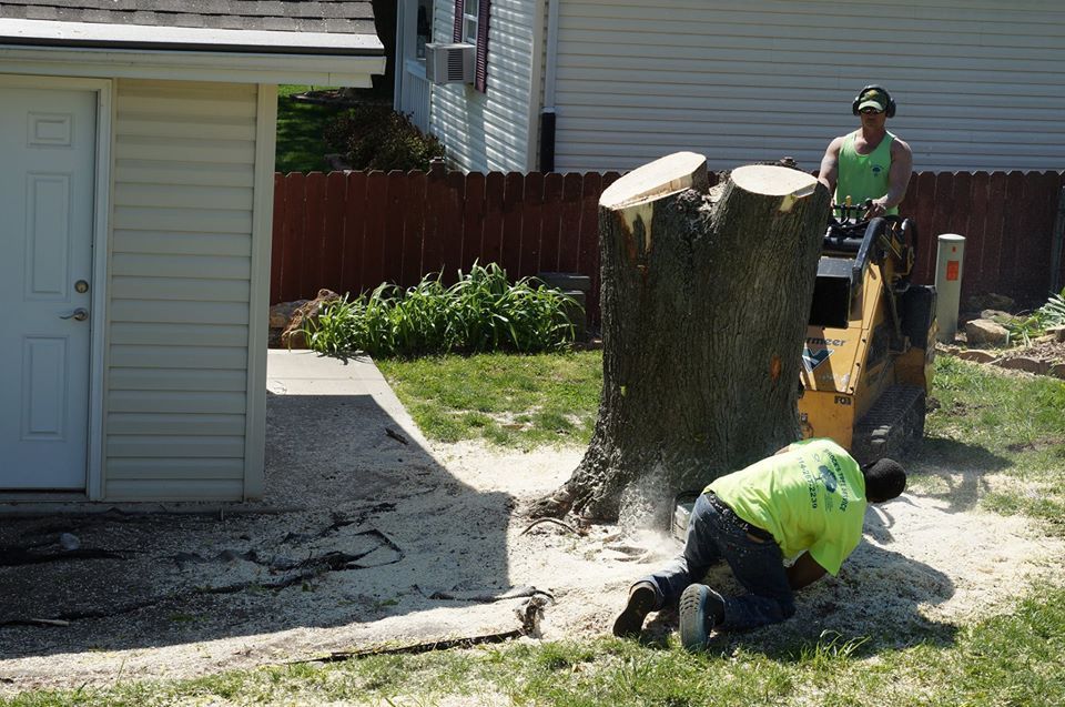 Workers cutting down a large tree stump beside a house, with sawdust on the ground.
