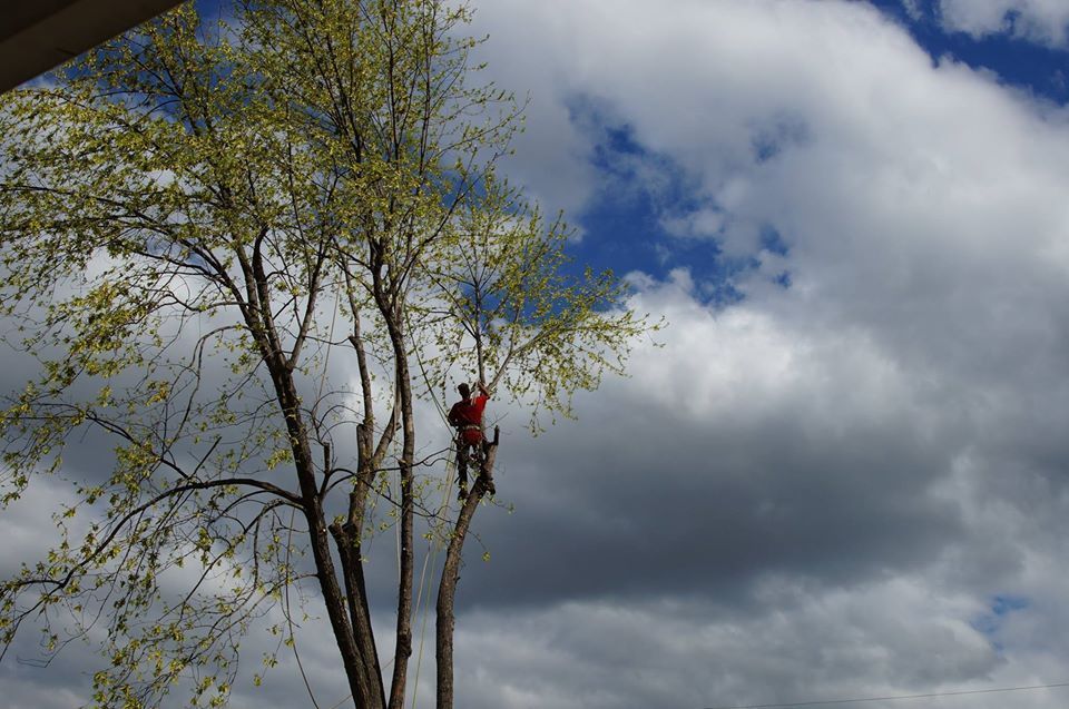 Person in a red jacket climbing a tall tree against a cloudy sky