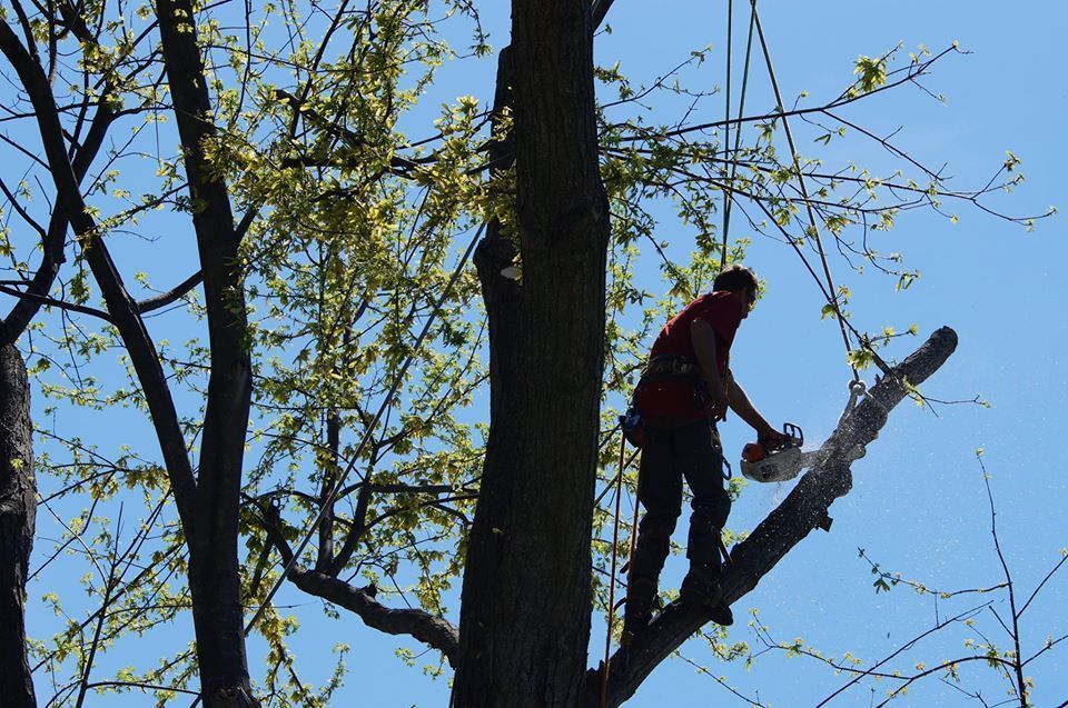 Person trimming a tree branch high on a trunk against a blue sky