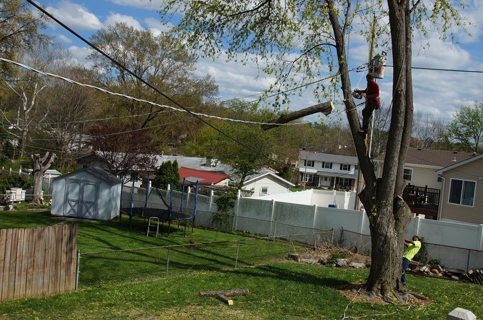 Person in red climbing a tree in a backyard with a shed, houses, and a fence under blue sky